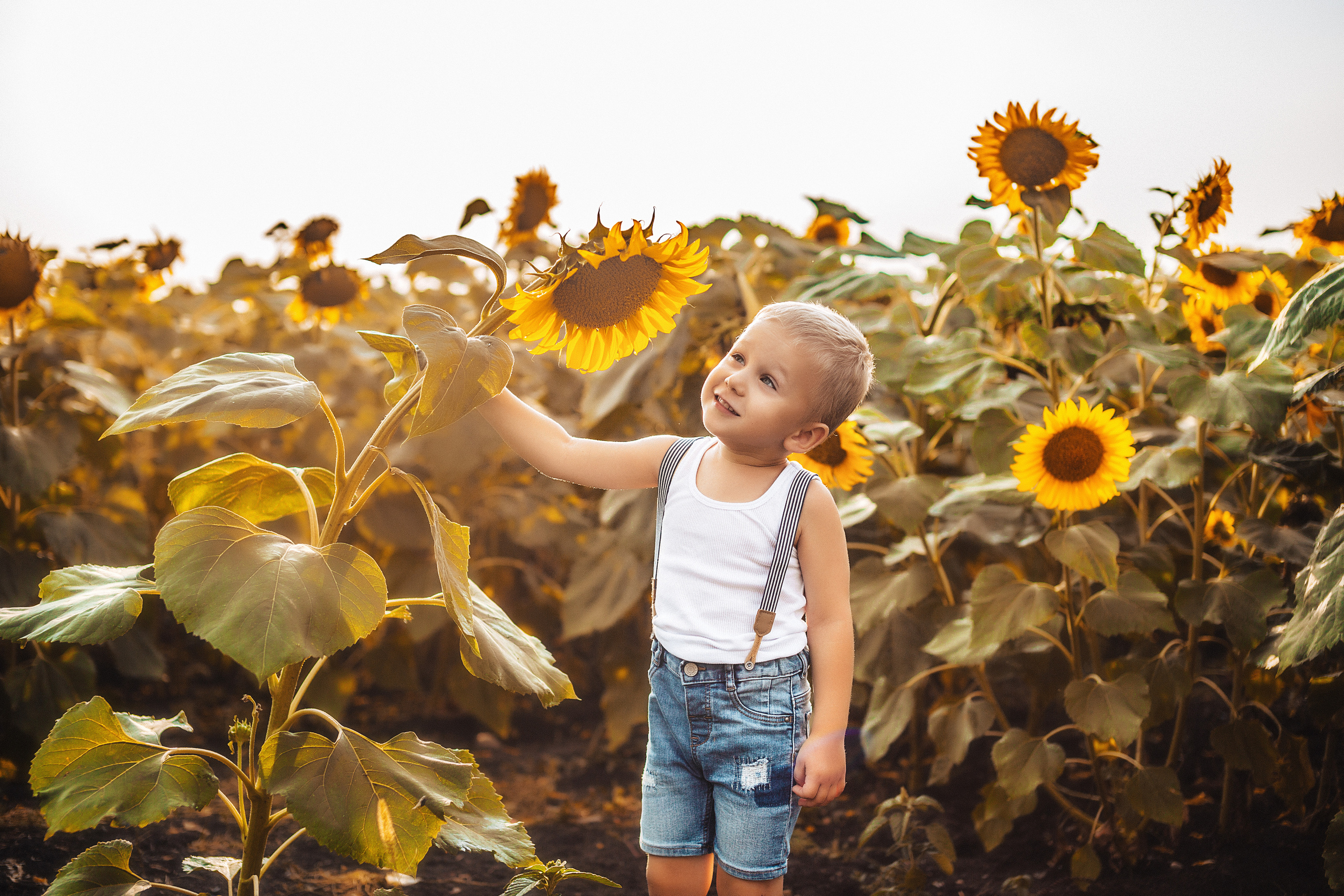 Подсолнухи. Свадебный и семейный фотограф/видеограф в Краснодаре Наталья Осинская