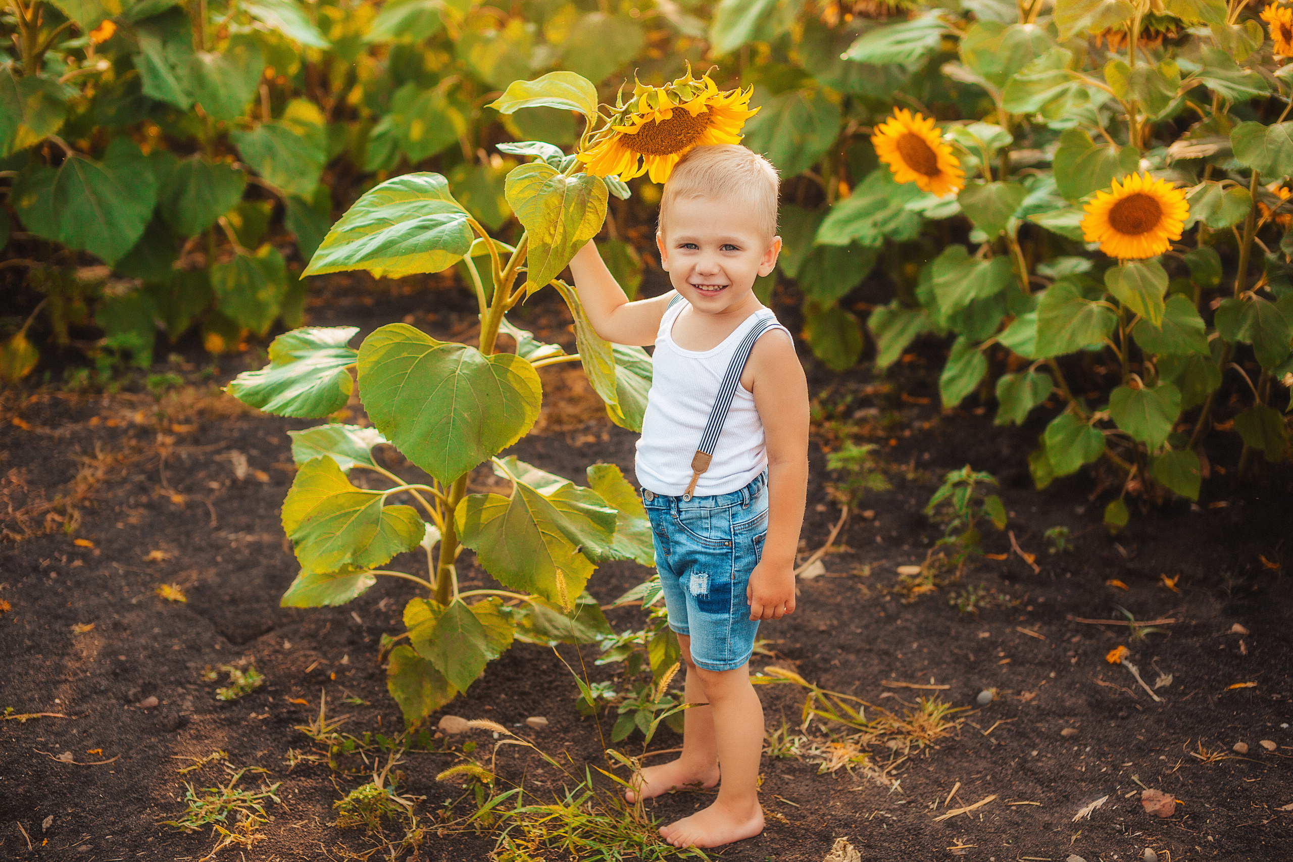 Подсолнухи. Свадебный и семейный фотограф/видеограф в Краснодаре Наталья Осинская