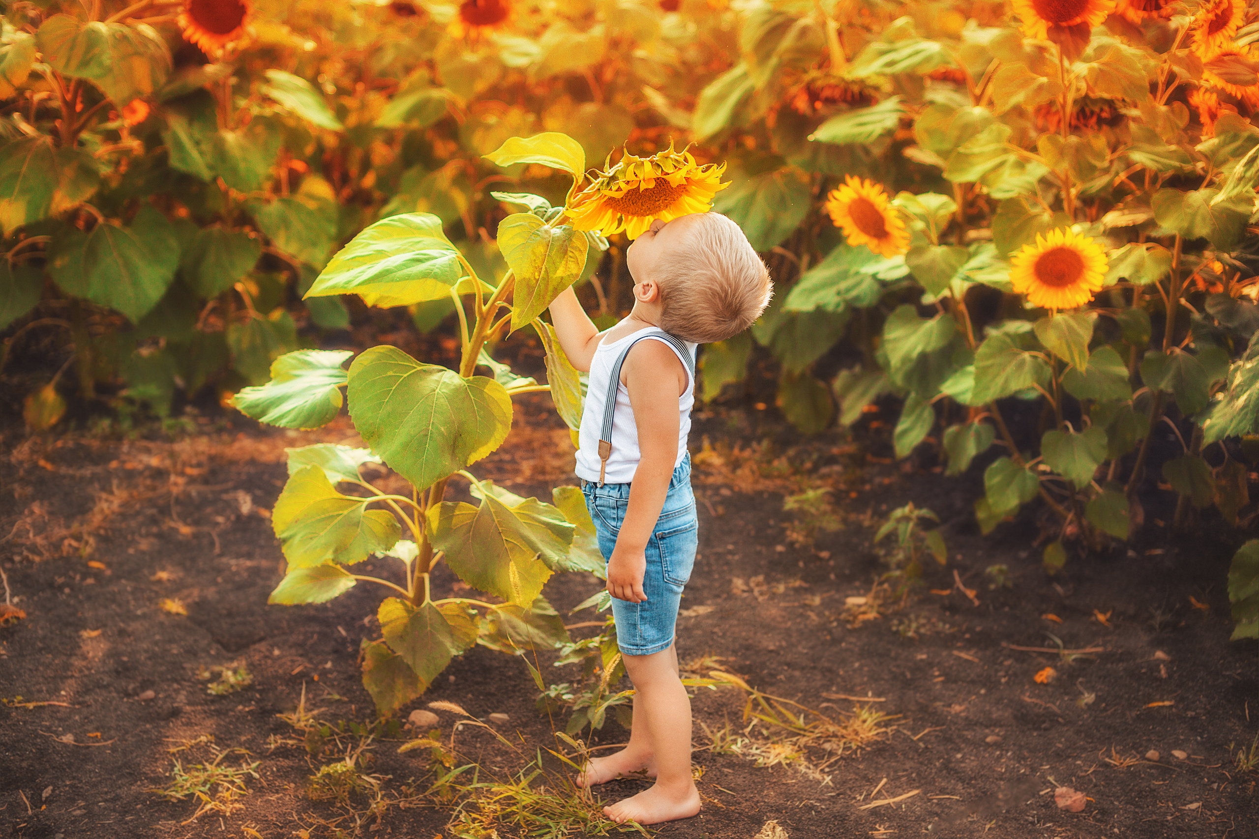 Подсолнухи. Свадебный и семейный фотограф/видеограф в Краснодаре Наталья Осинская