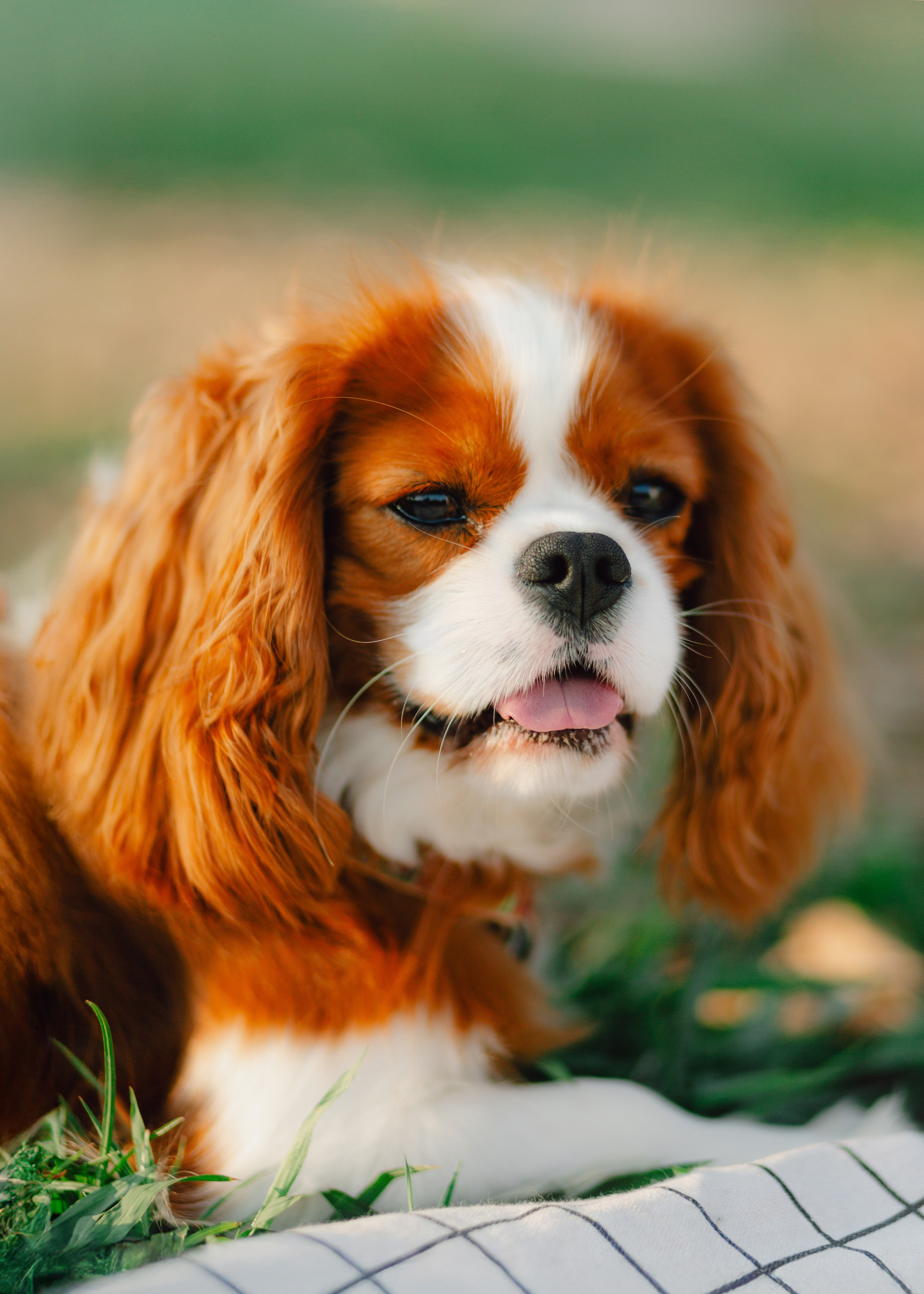 Ksenya & Her Loyal Jam. Barbara Isaeva