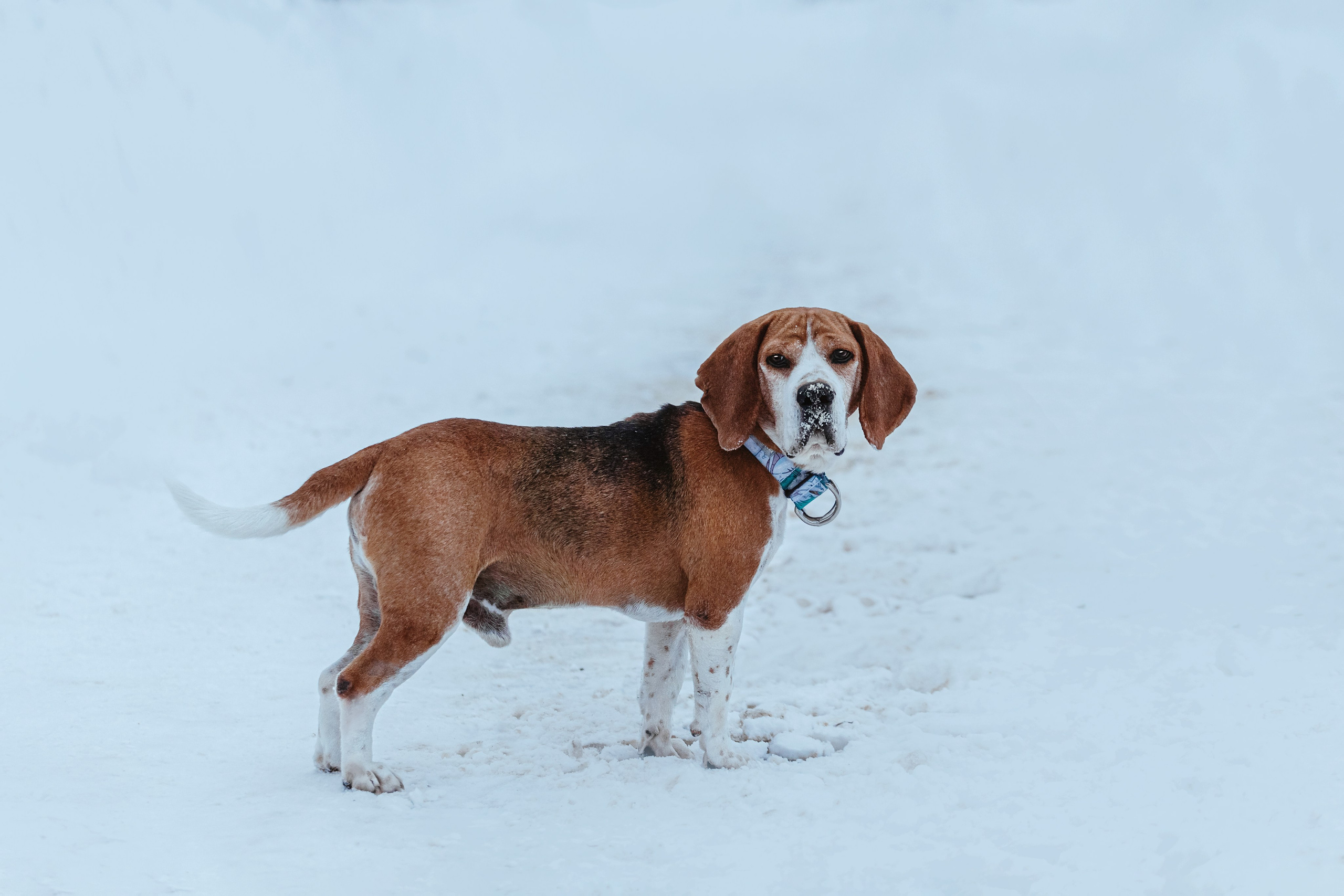 Дом для Биглей 2023. Фотограф-анималист Татьяна Степанова
