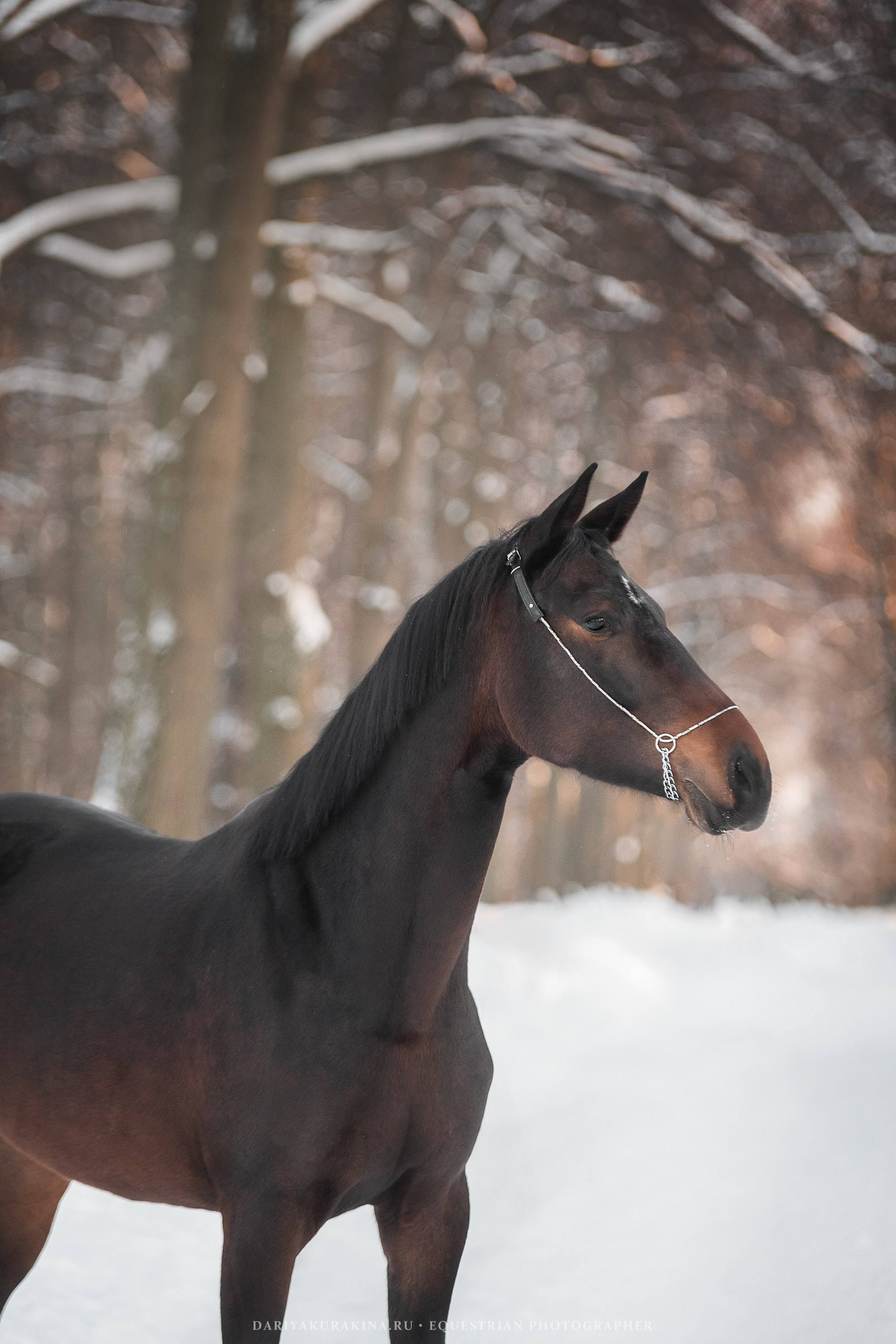 Ловеласка и Клистал Лав, «ЮНА». Конный фотограф Куракина Дарья • Фотосессии с лошадьми