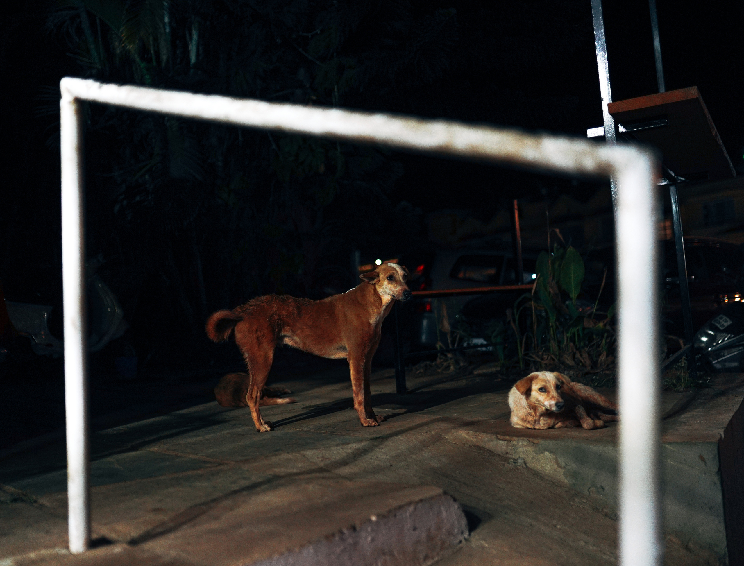 ИНДИЯ 2020. Стрит-фотография, полная абсурда, идиотизма и красоты