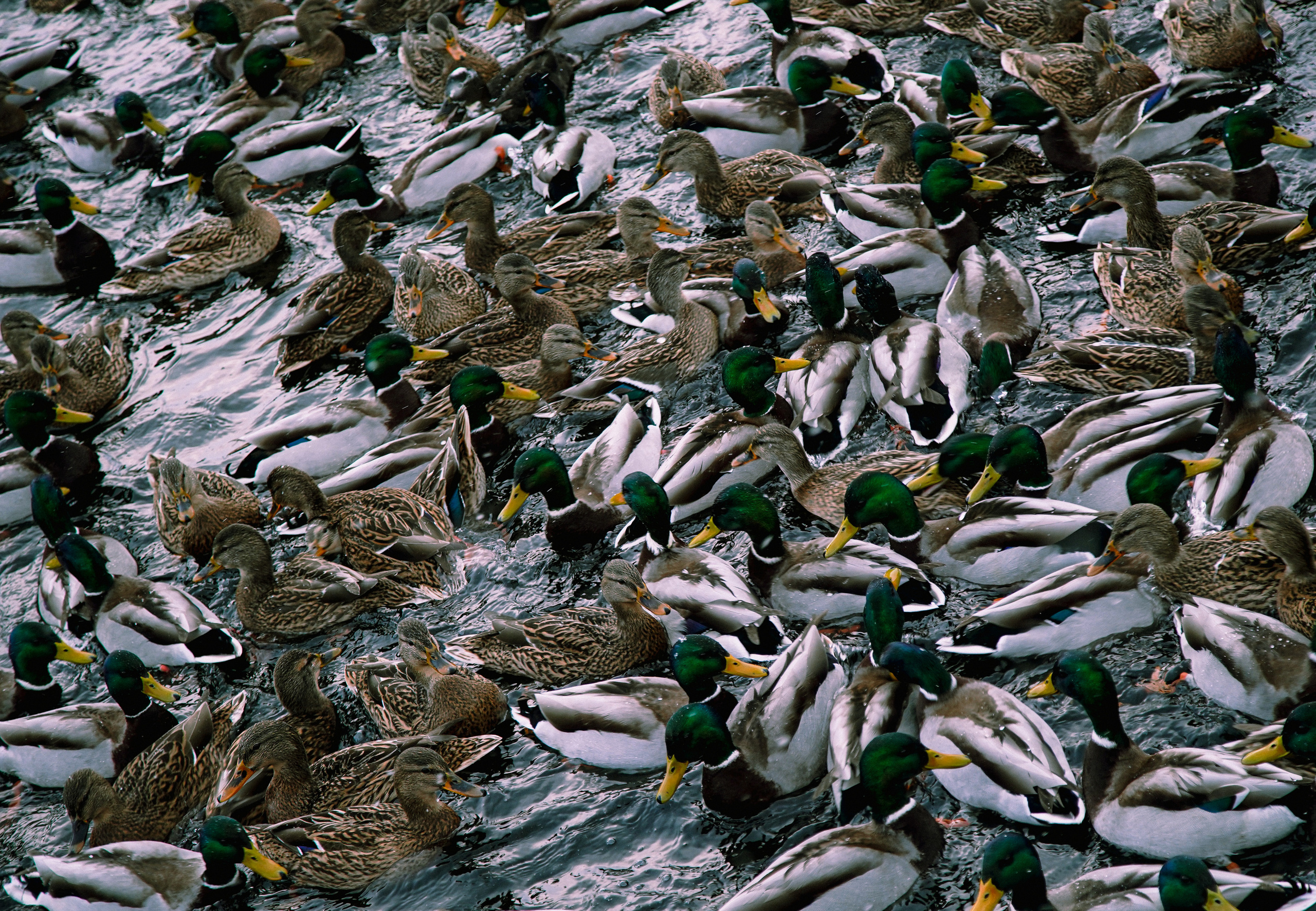 2021. Стрит-фотография, полная абсурда, идиотизма и красоты