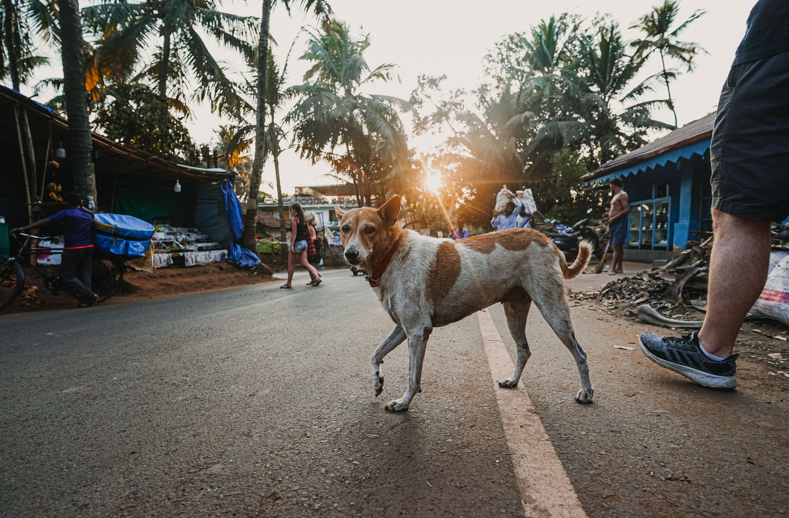 ИНДИЯ 2020. Стрит-фотография, полная абсурда, идиотизма и красоты