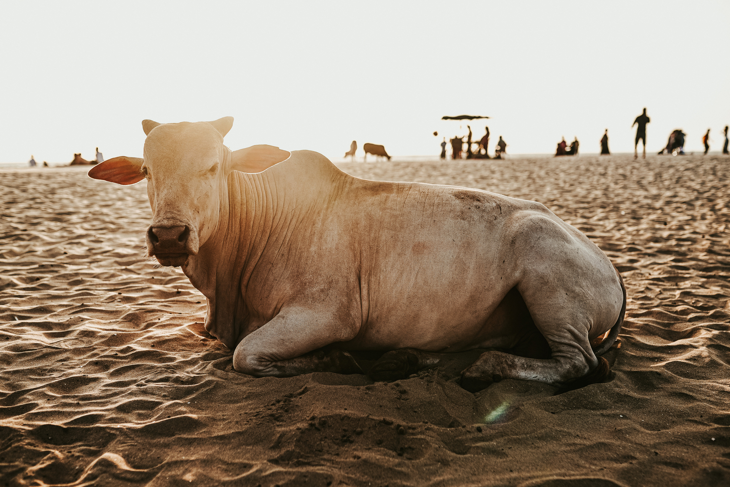 ИНДИЯ 2020. Стрит-фотография, полная абсурда, идиотизма и красоты