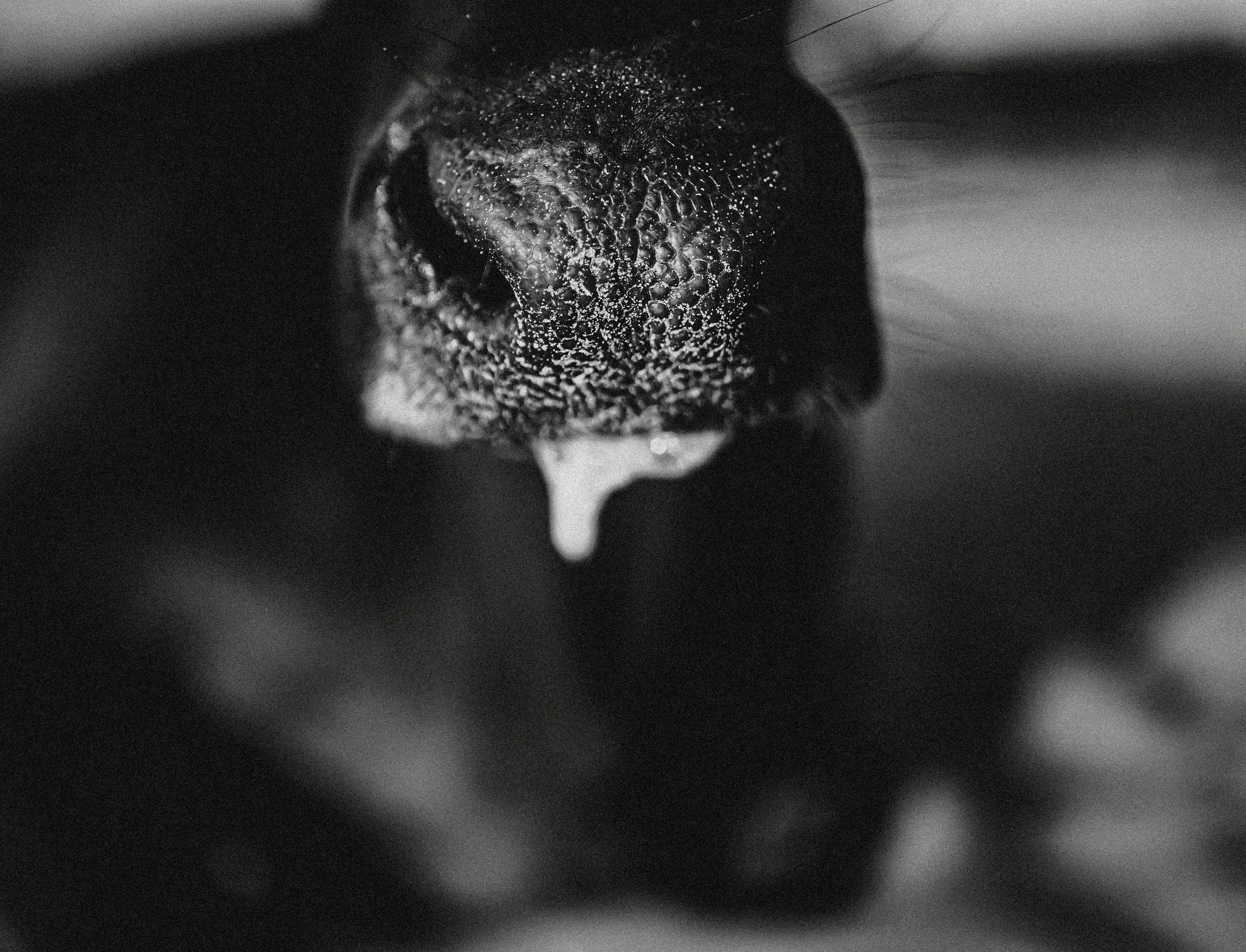 ИНДИЯ 2020. Стрит-фотография, полная абсурда, идиотизма и красоты