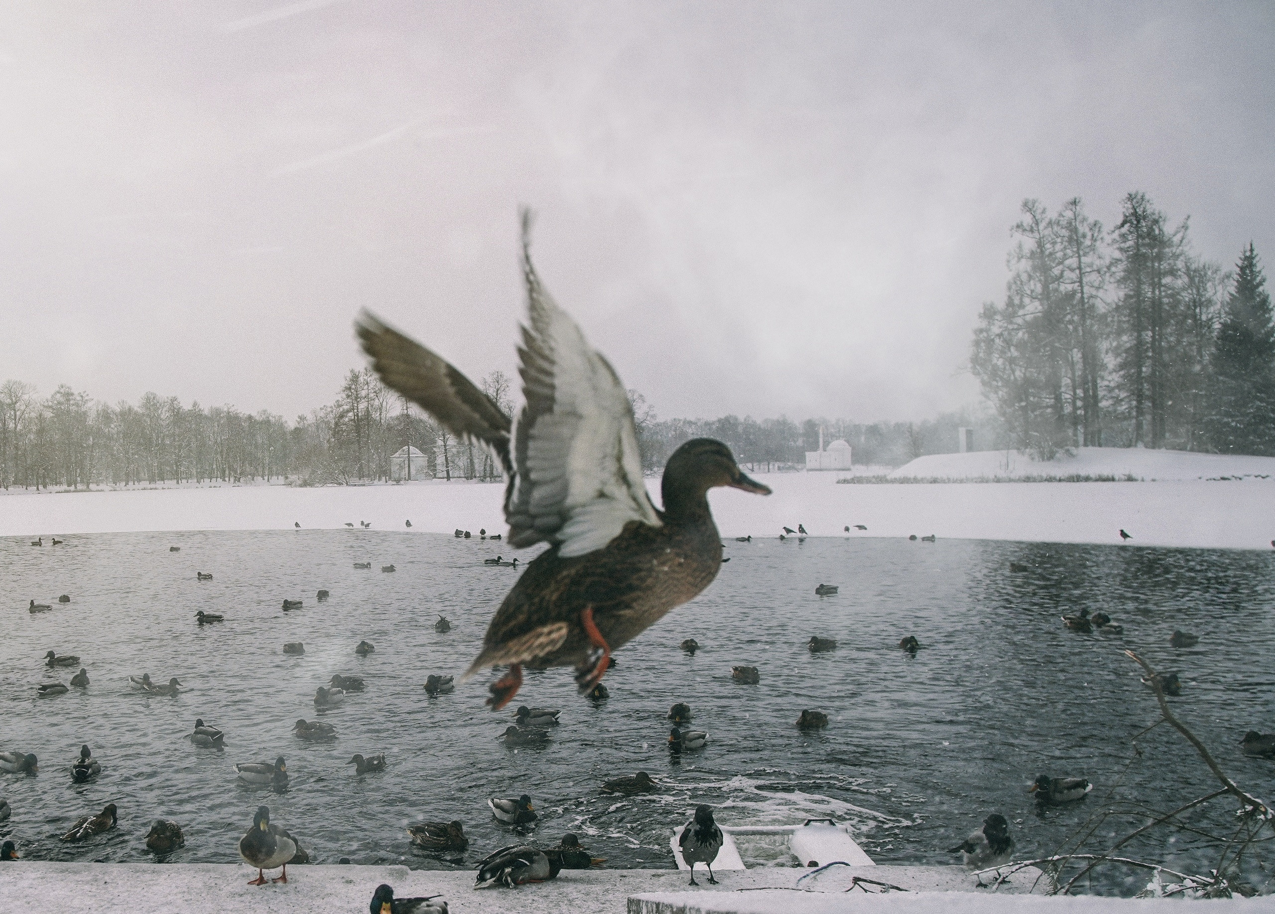 BEST OF. Стрит-фотография, полная абсурда, идиотизма и красоты