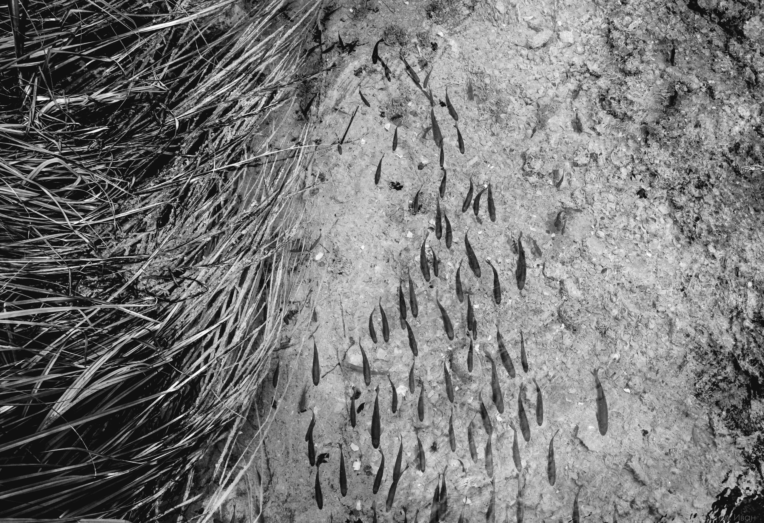 ЗАГРЕБ. Стрит-фотография, полная абсурда, идиотизма и красоты