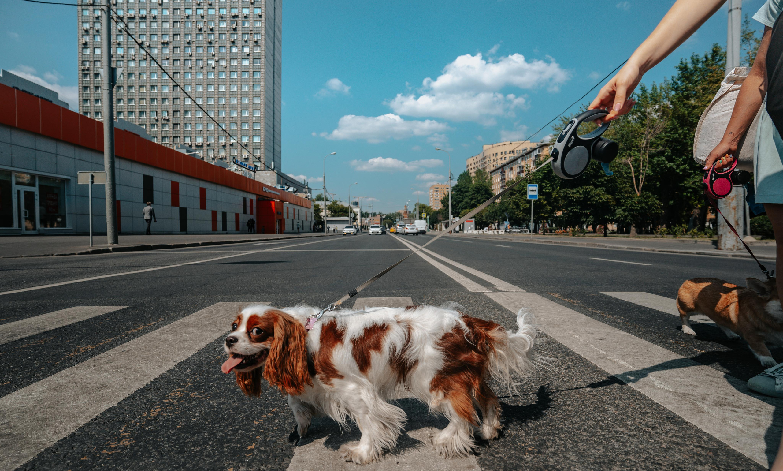 МОСКВА ТРАНСПОРТ. Стрит-фотография, полная абсурда, идиотизма и красоты