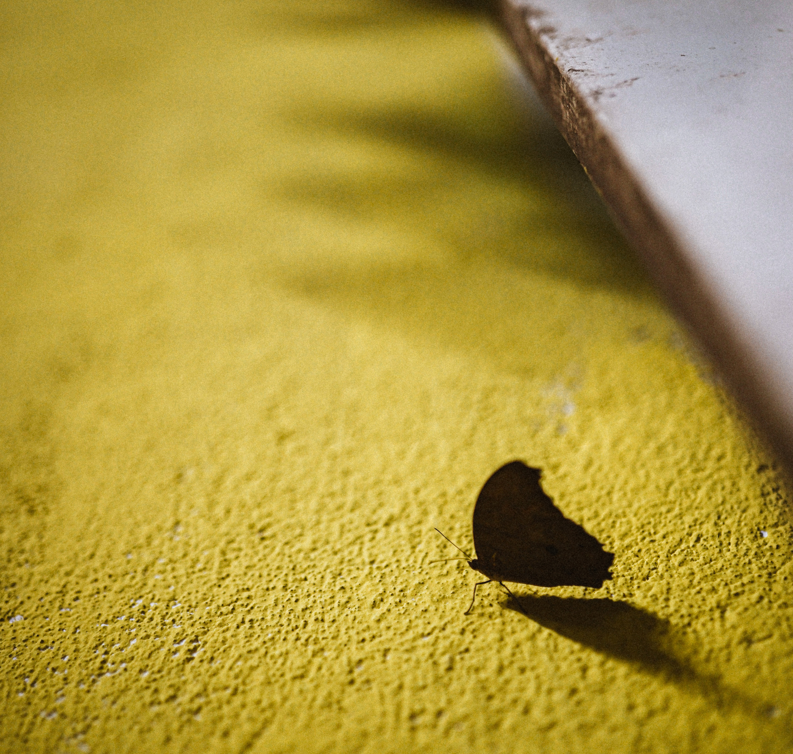 ИНДИЯ 2020. Стрит-фотография, полная абсурда, идиотизма и красоты