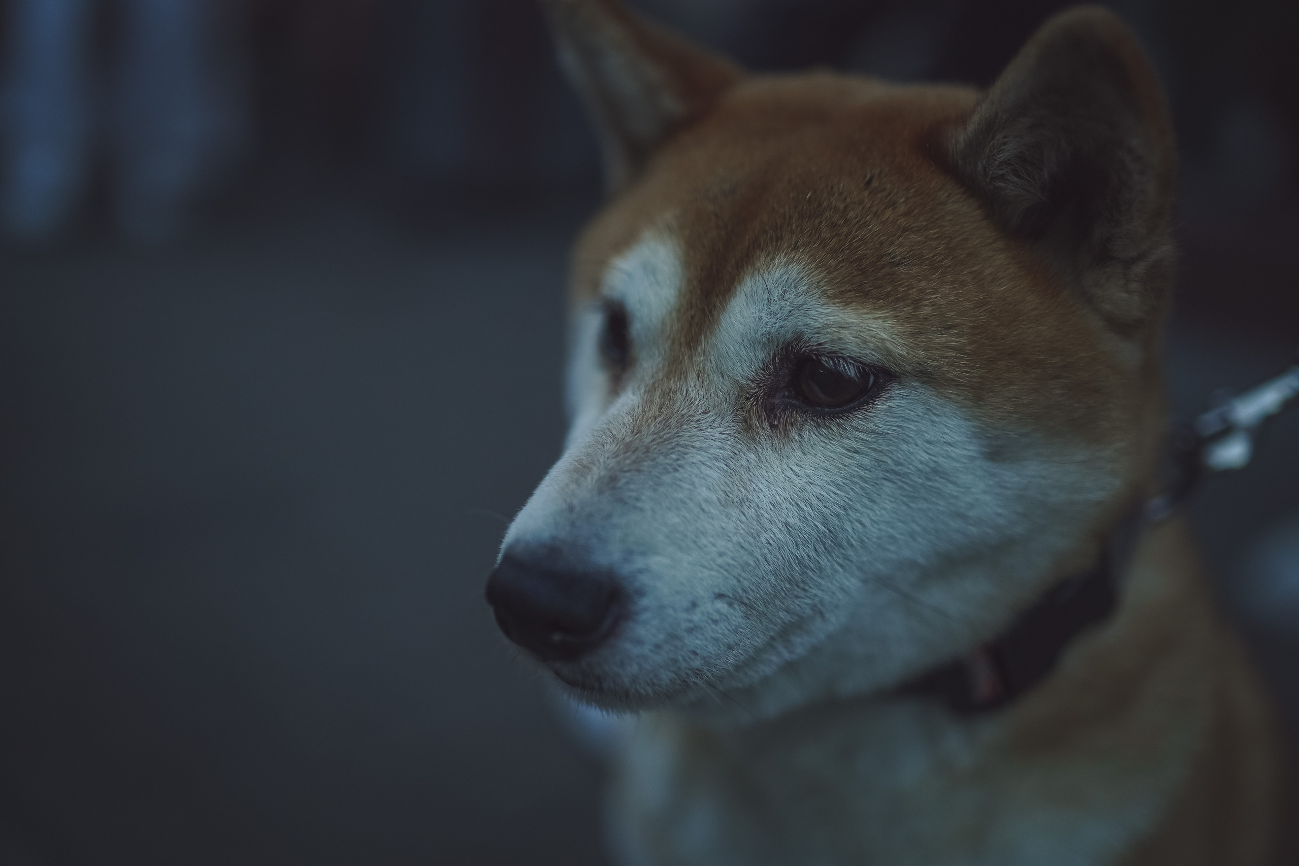 2019. Стрит-фотография, полная абсурда, идиотизма и красоты