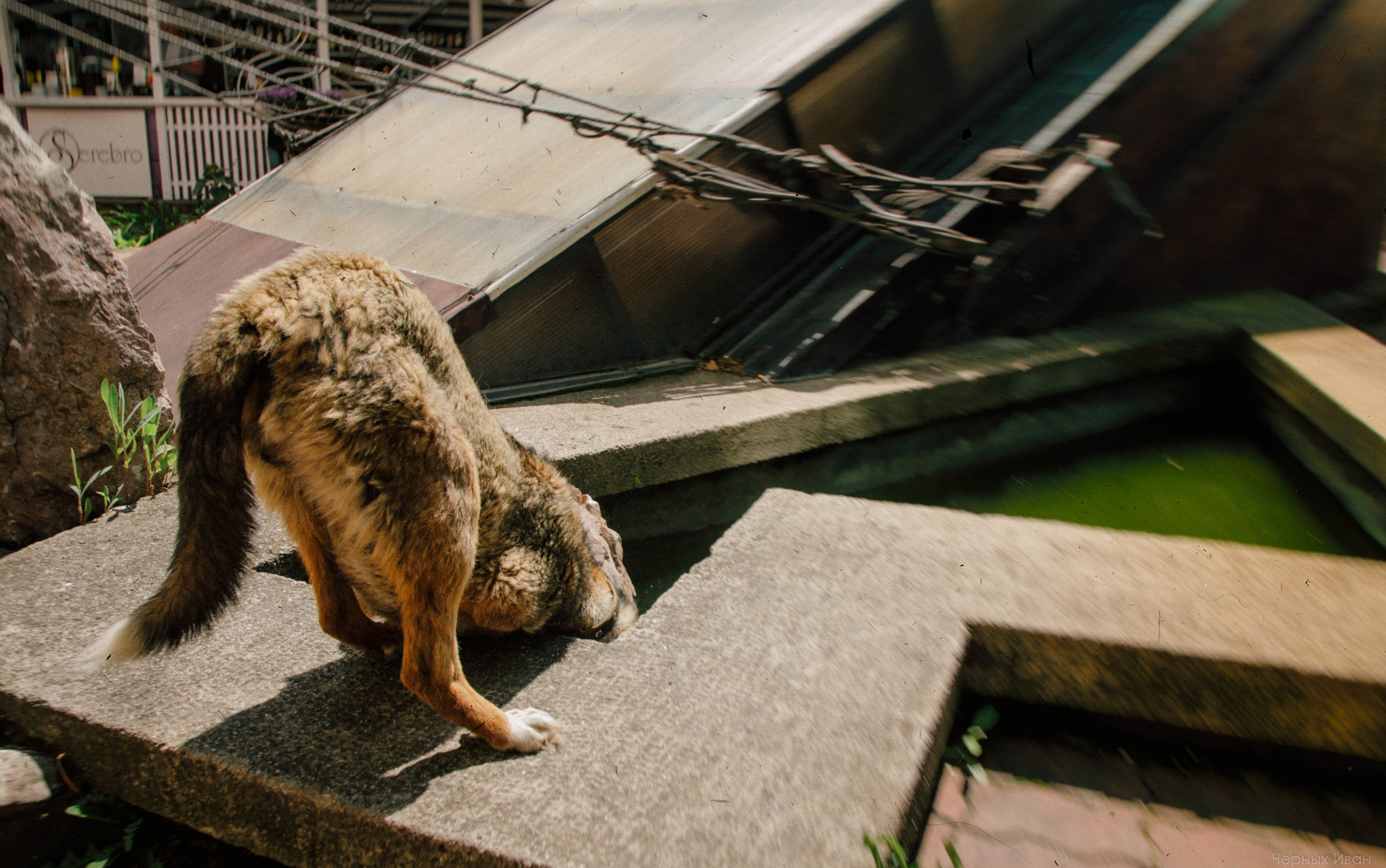 2015. Стрит-фотография, полная абсурда, идиотизма и красоты
