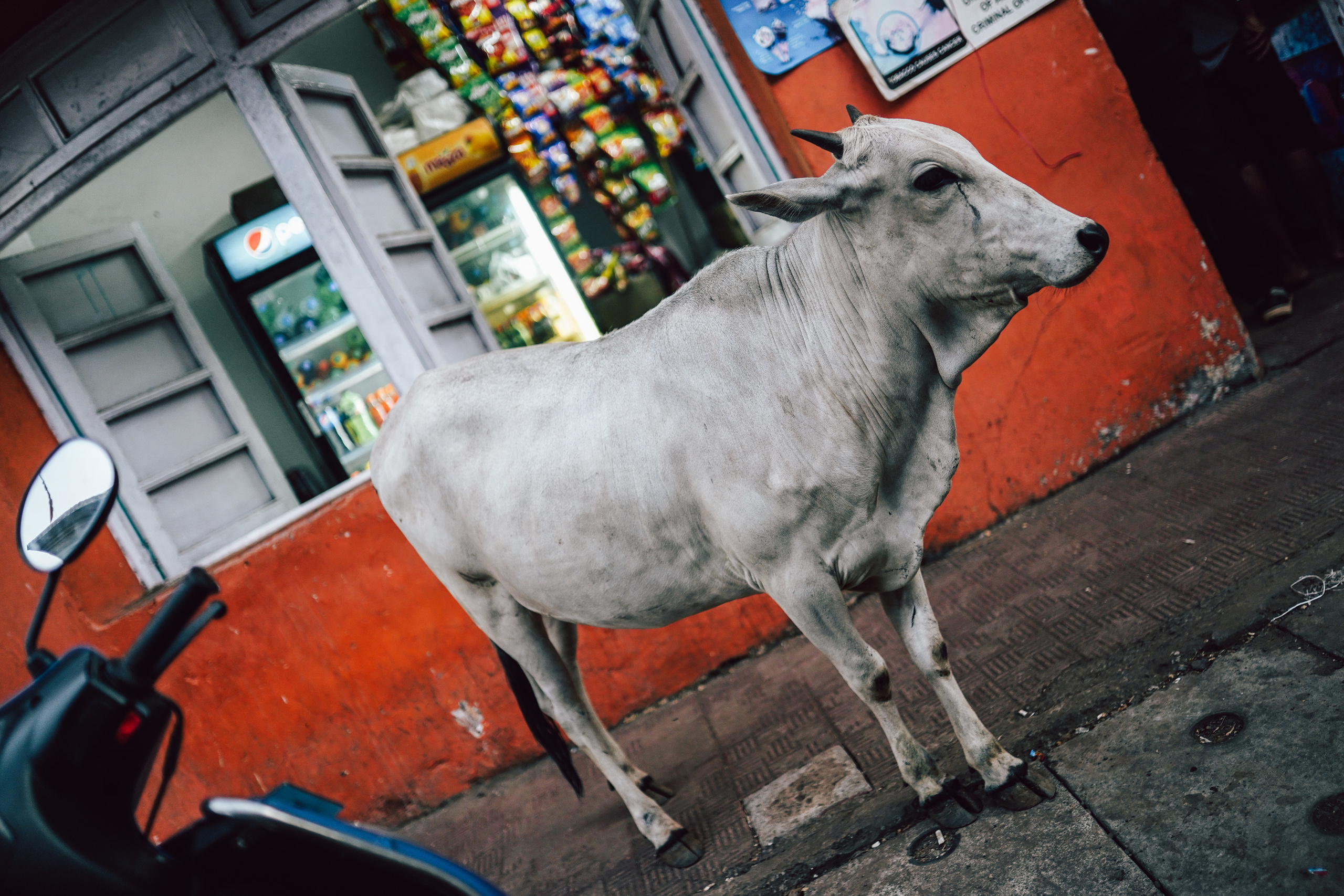 ИНДИЯ 2020. Стрит-фотография, полная абсурда, идиотизма и красоты