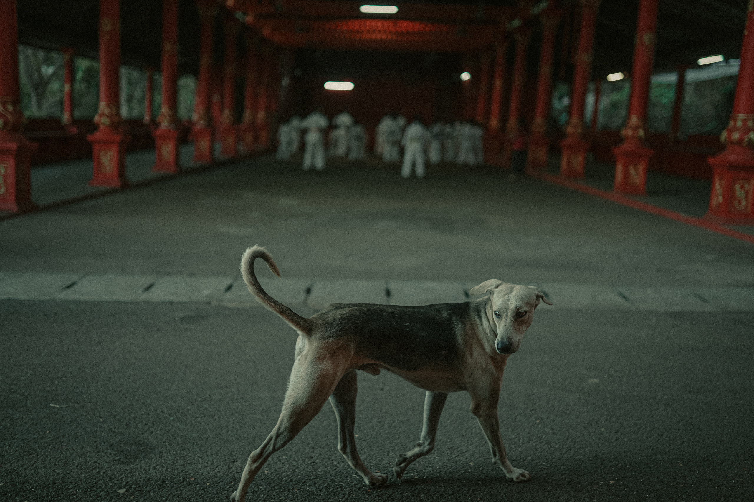 ИНДИЯ 2020. Стрит-фотография, полная абсурда, идиотизма и красоты