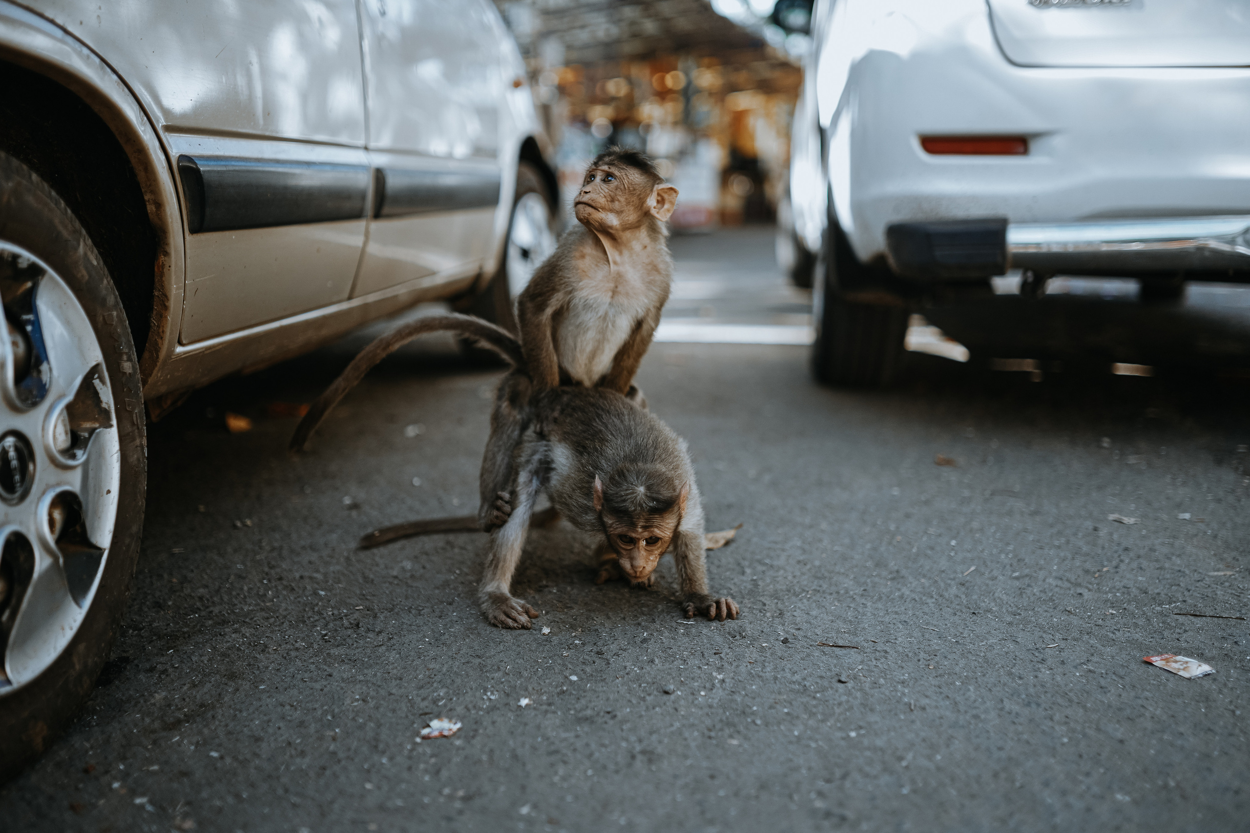 ИНДИЯ 2020. Стрит-фотография, полная абсурда, идиотизма и красоты