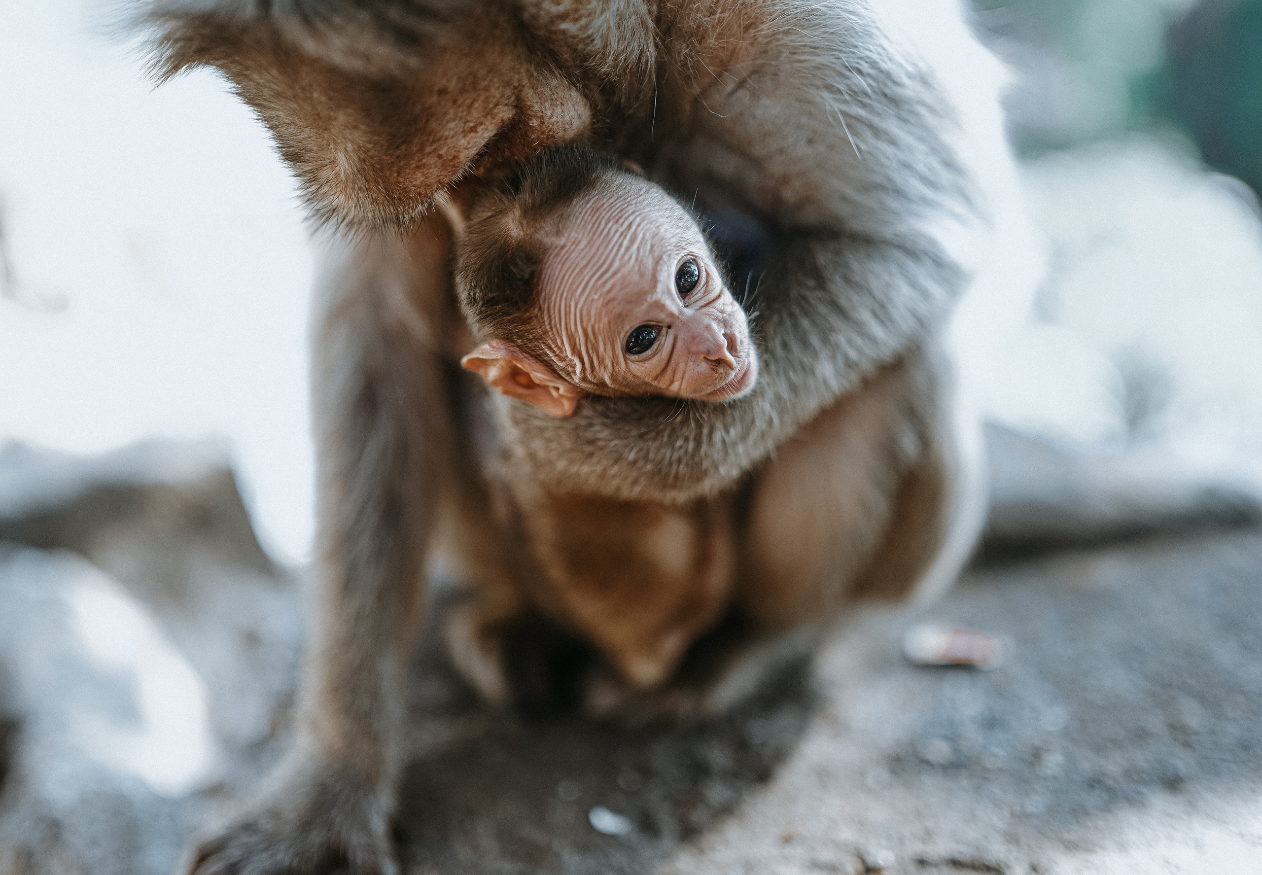ИНДИЯ 2020. Стрит-фотография, полная абсурда, идиотизма и красоты