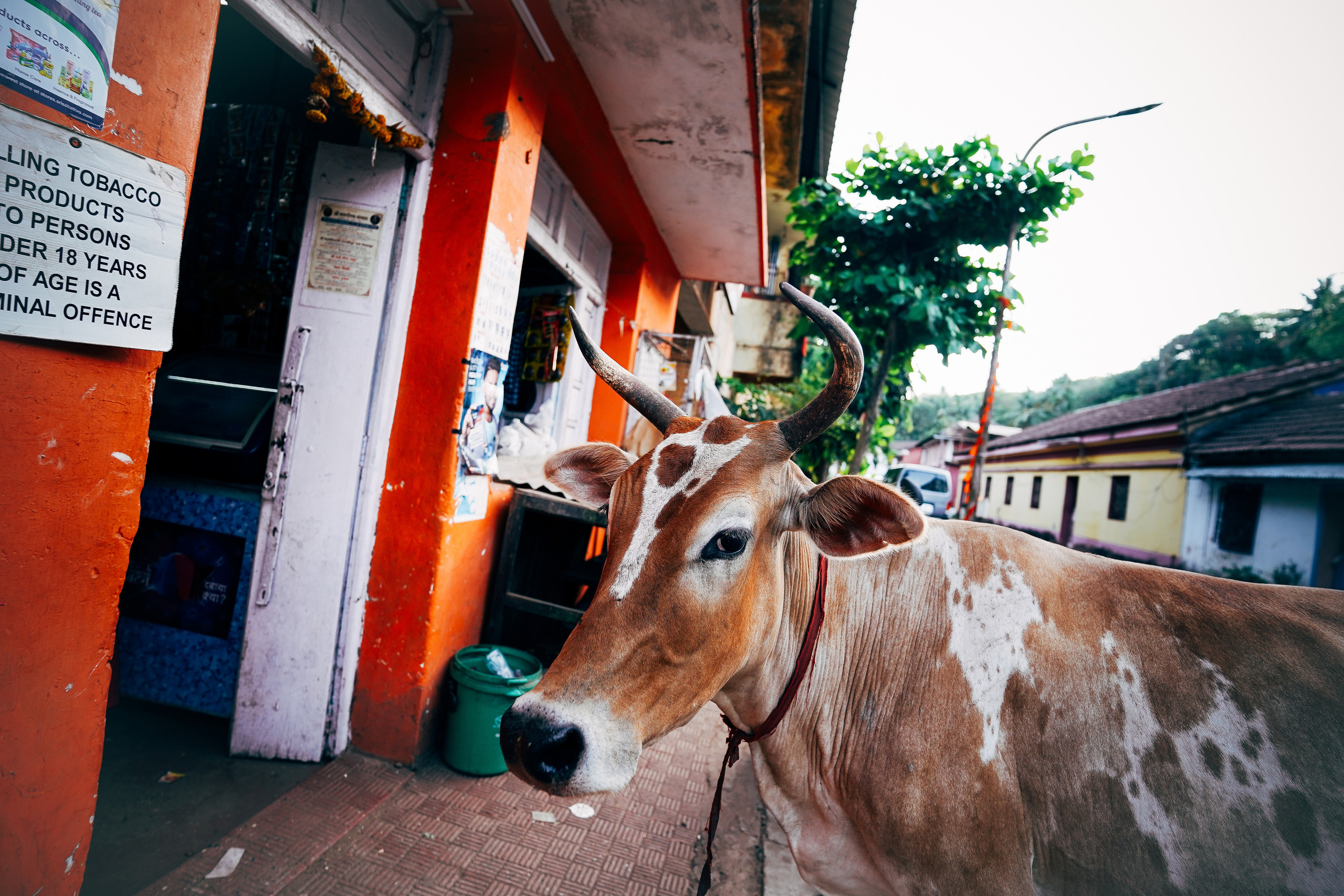 ИНДИЯ 2020. Стрит-фотография, полная абсурда, идиотизма и красоты