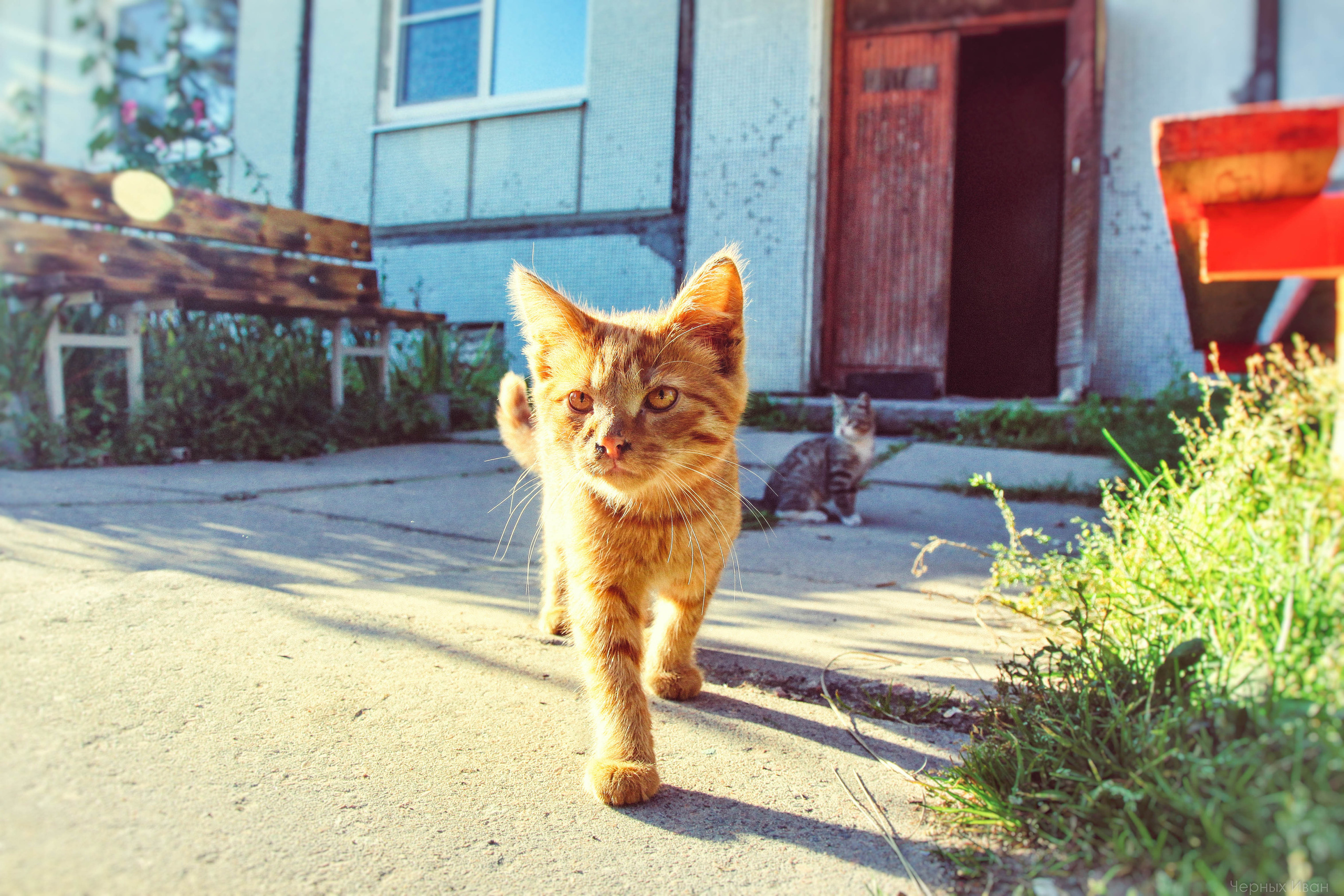 2014. Стрит-фотография, полная абсурда, идиотизма и красоты