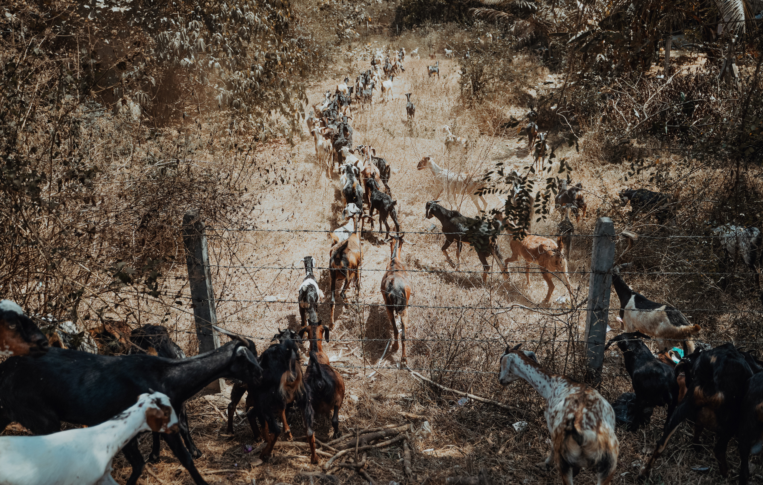 ИНДИЯ 2020. Стрит-фотография, полная абсурда, идиотизма и красоты