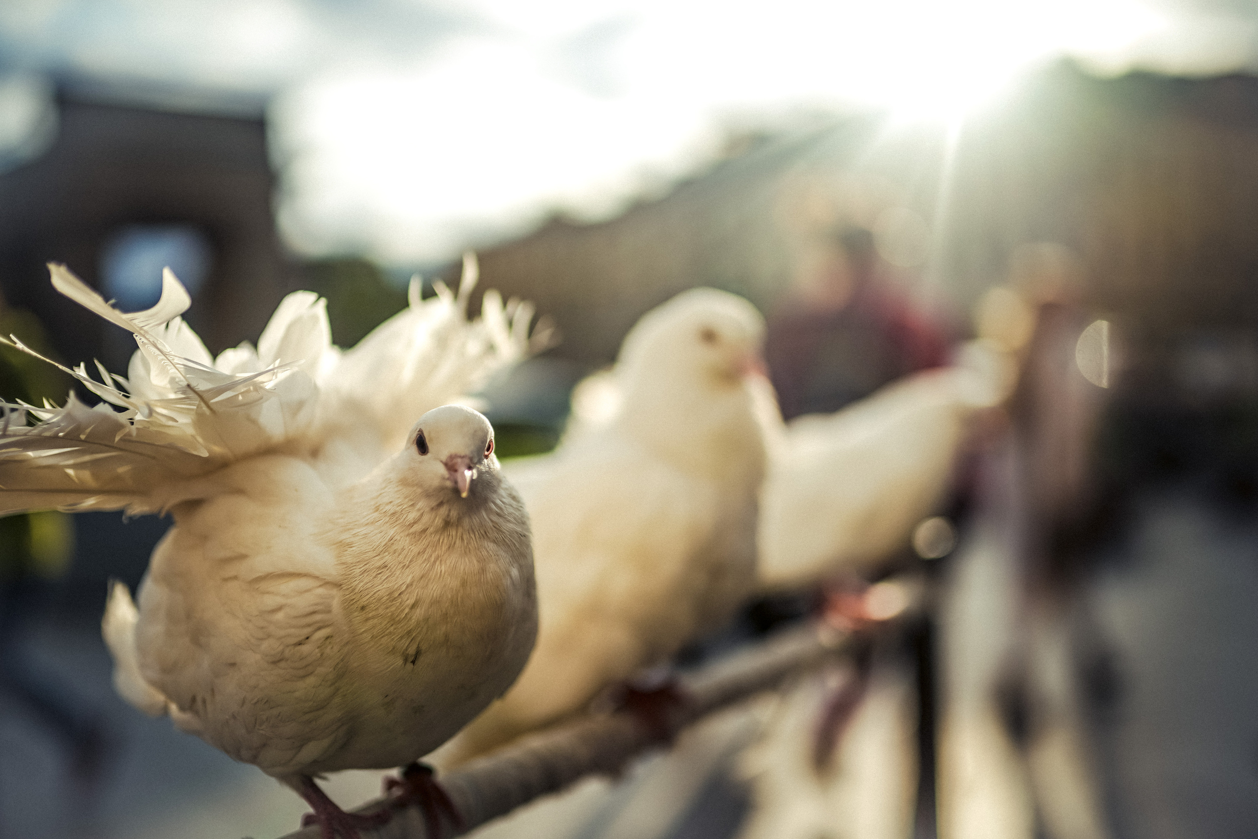 2019. Стрит-фотография, полная абсурда, идиотизма и красоты