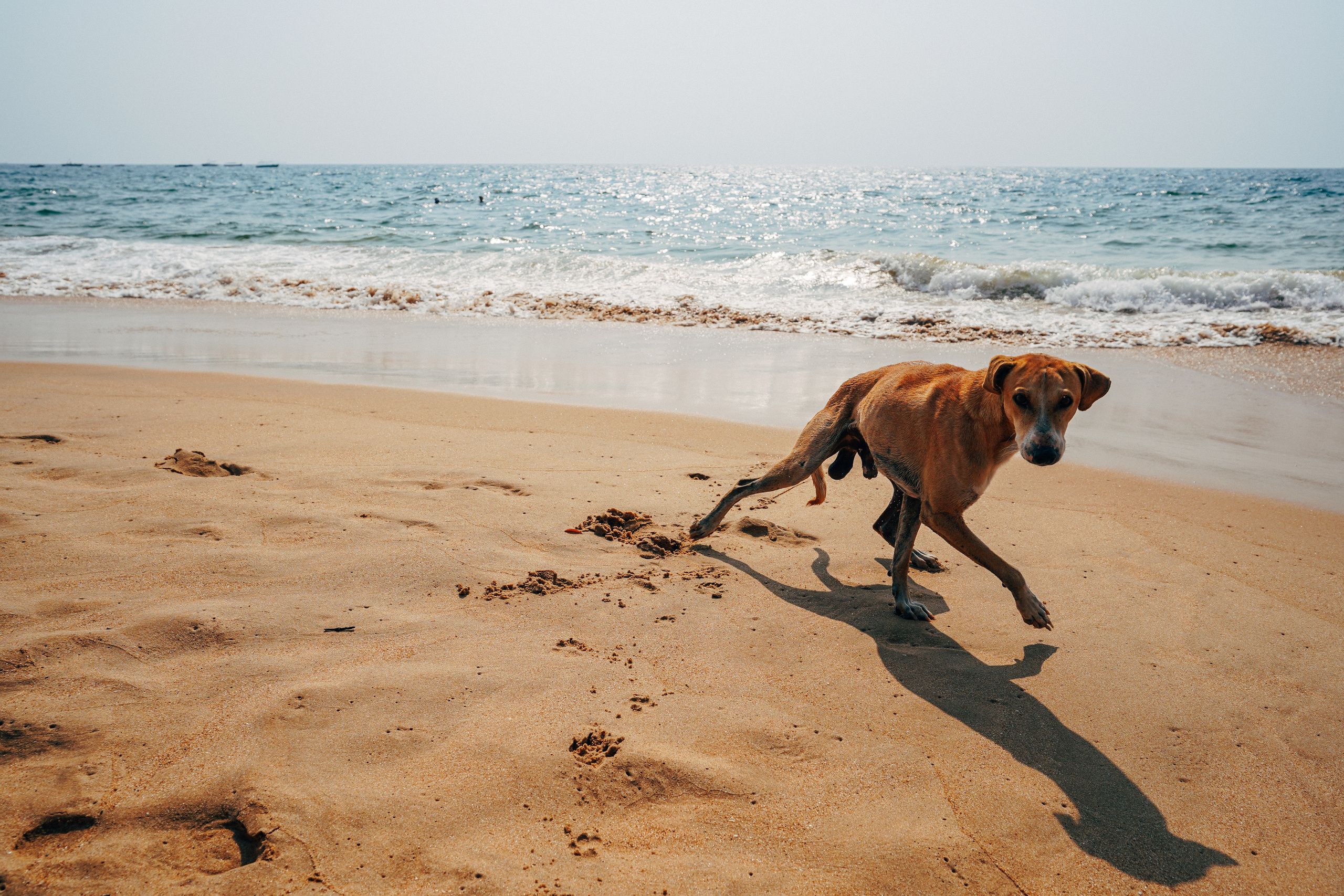 ИНДИЯ 2020. Стрит-фотография, полная абсурда, идиотизма и красоты