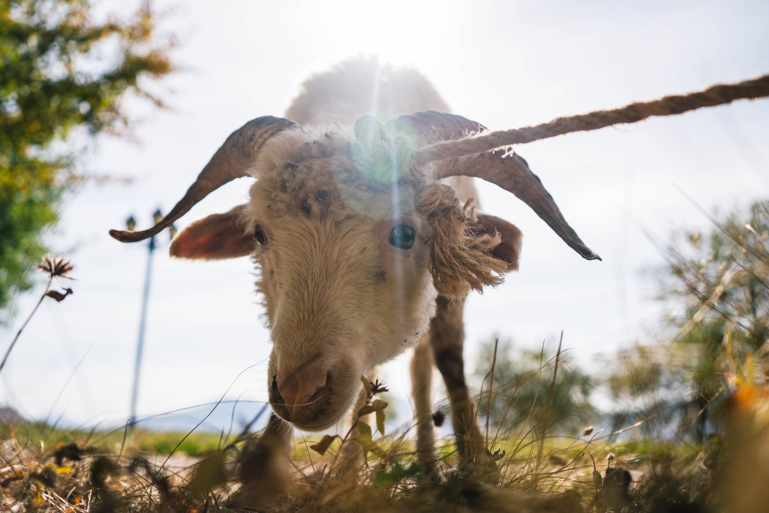 ГРУЗИЯ. Стрит-фотография, полная абсурда, идиотизма и красоты