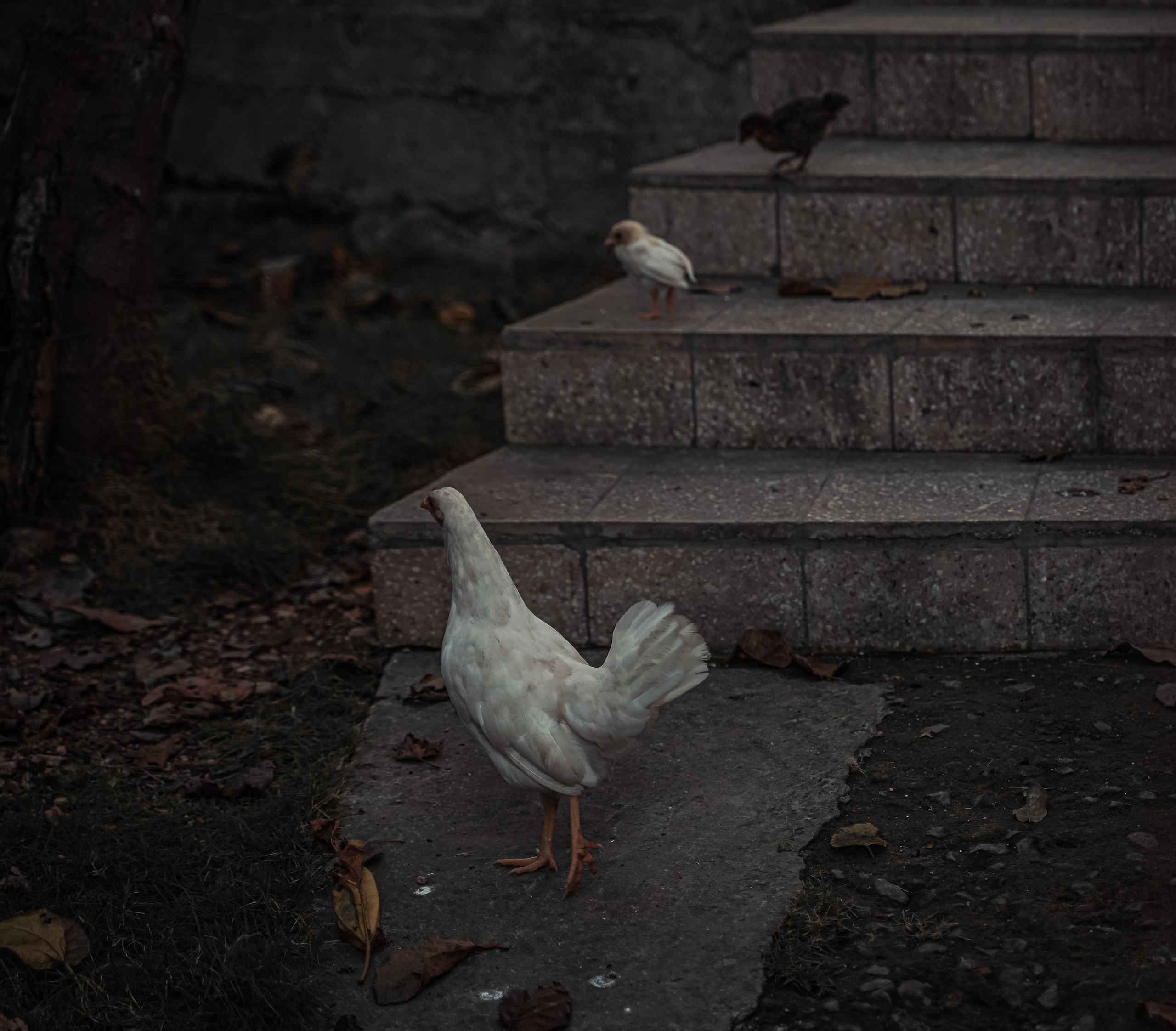 КУБА. Стрит-фотография, полная абсурда, идиотизма и красоты