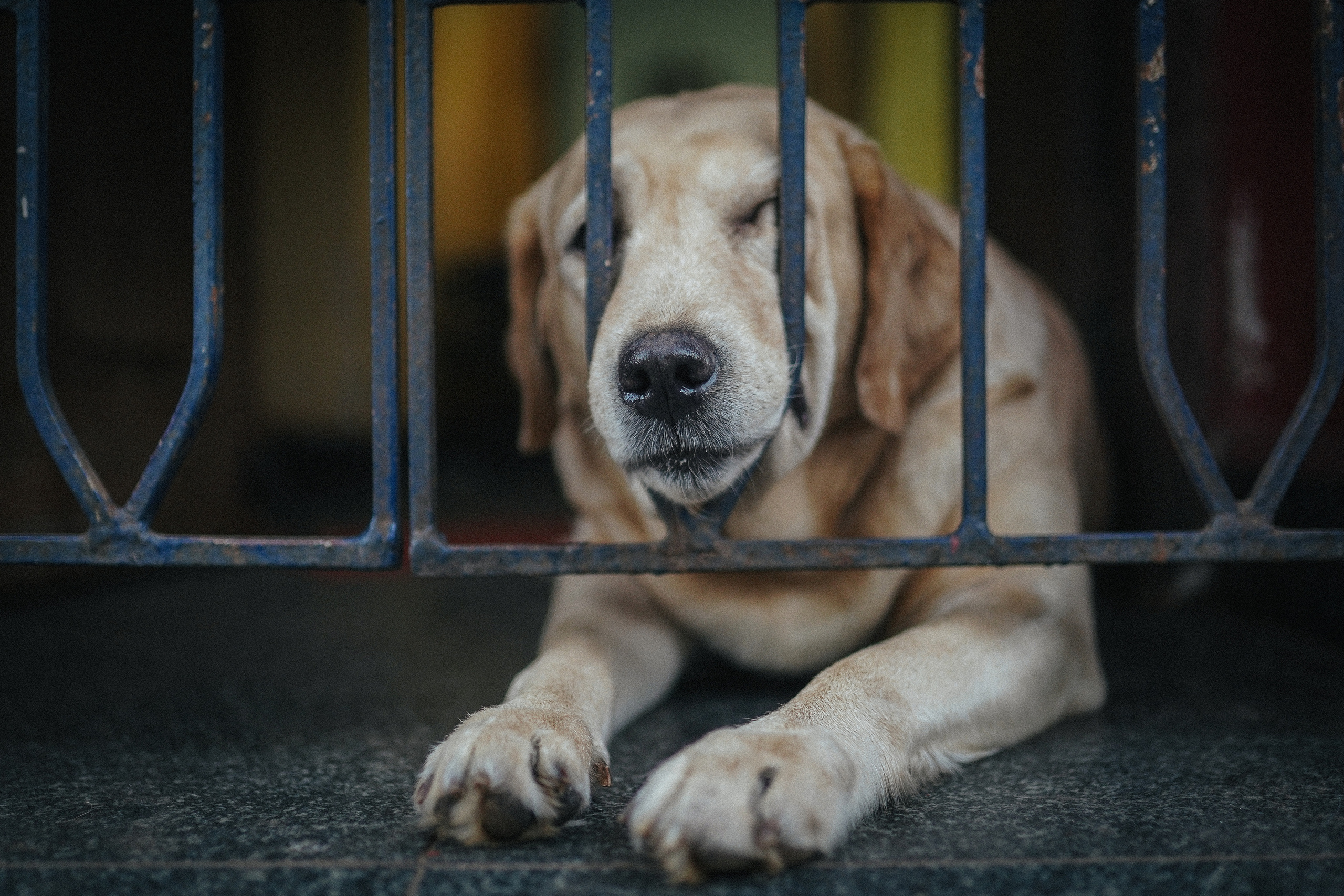 ИНДИЯ 2020. Стрит-фотография, полная абсурда, идиотизма и красоты