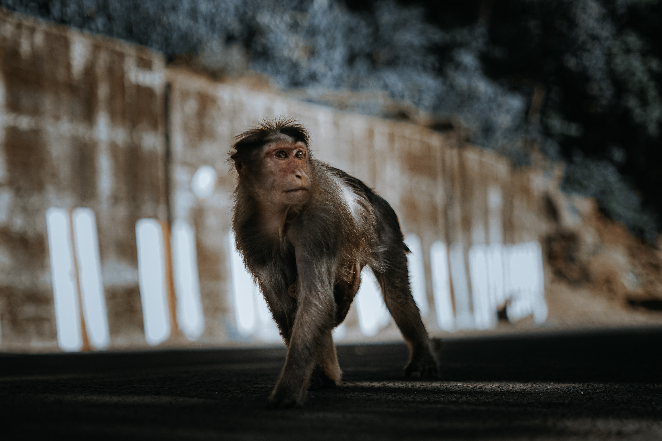 ИНДИЯ 2020. Стрит-фотография, полная абсурда, идиотизма и красоты