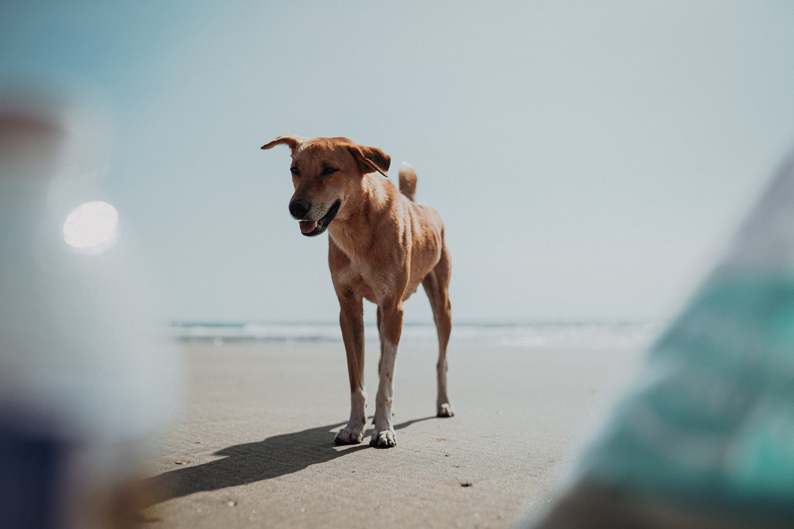 ИНДИЯ 2020. Стрит-фотография, полная абсурда, идиотизма и красоты