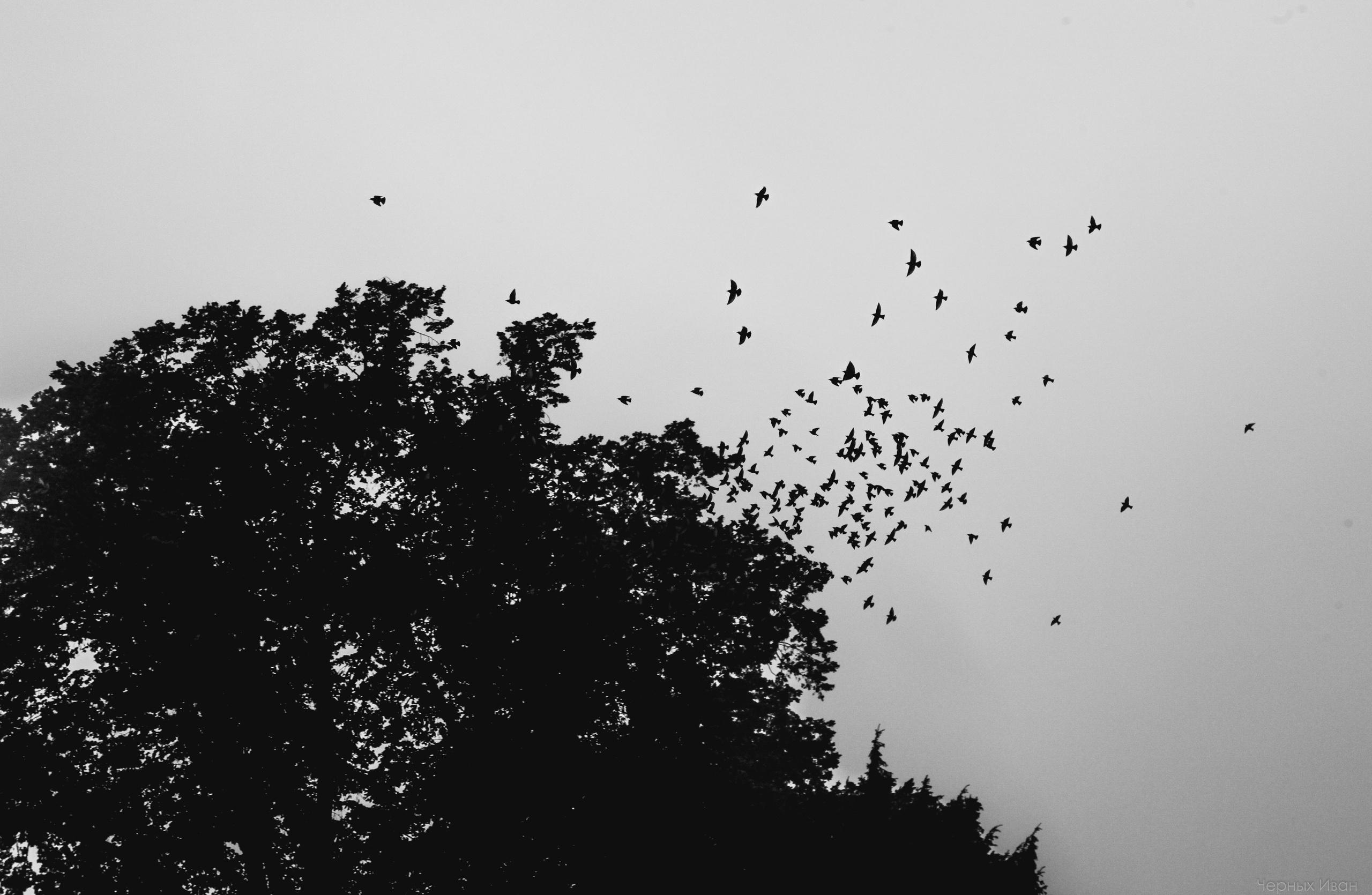 ЗАГРЕБ. Стрит-фотография, полная абсурда, идиотизма и красоты