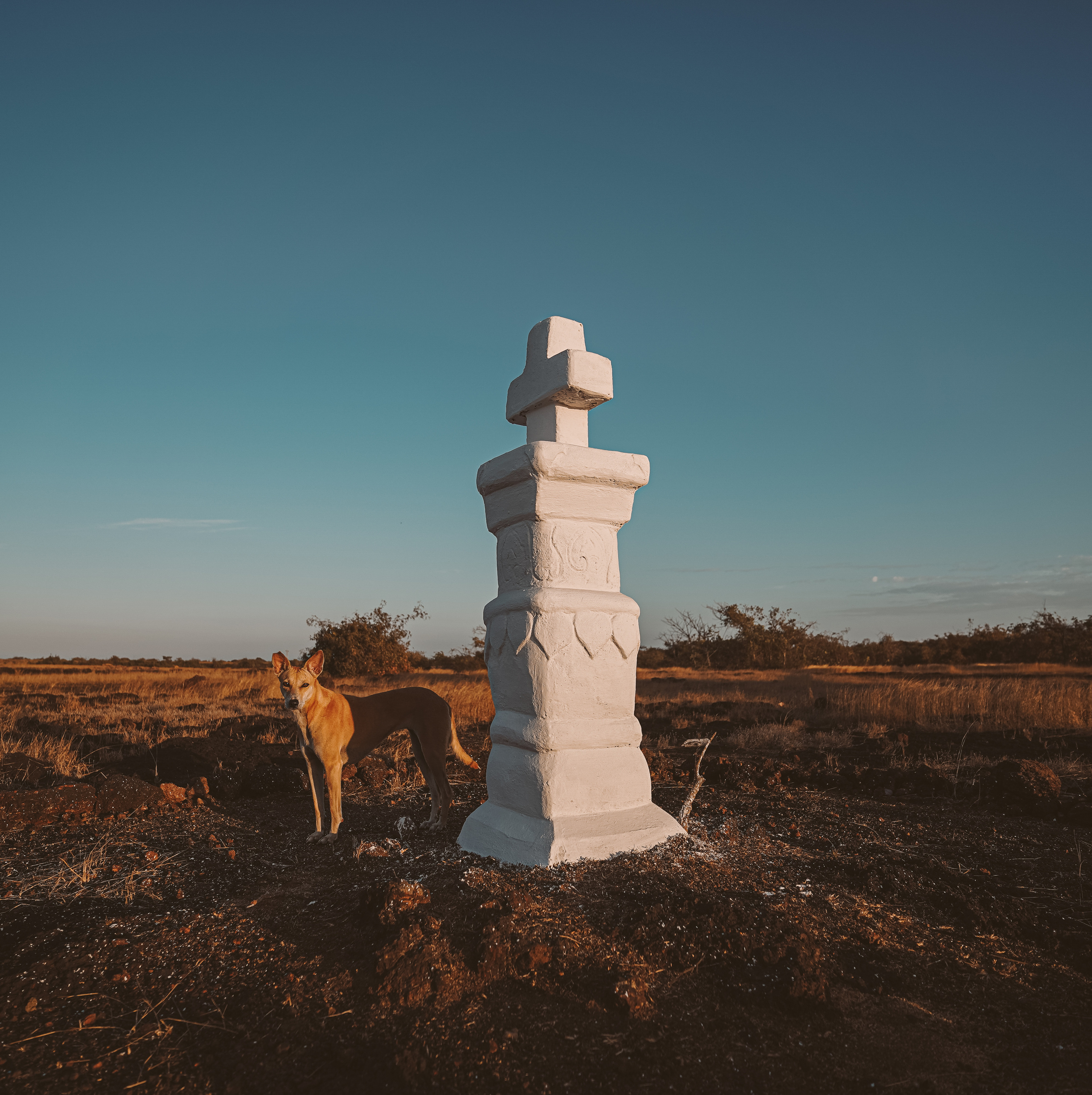 ИНДИЯ 2020. Стрит-фотография, полная абсурда, идиотизма и красоты