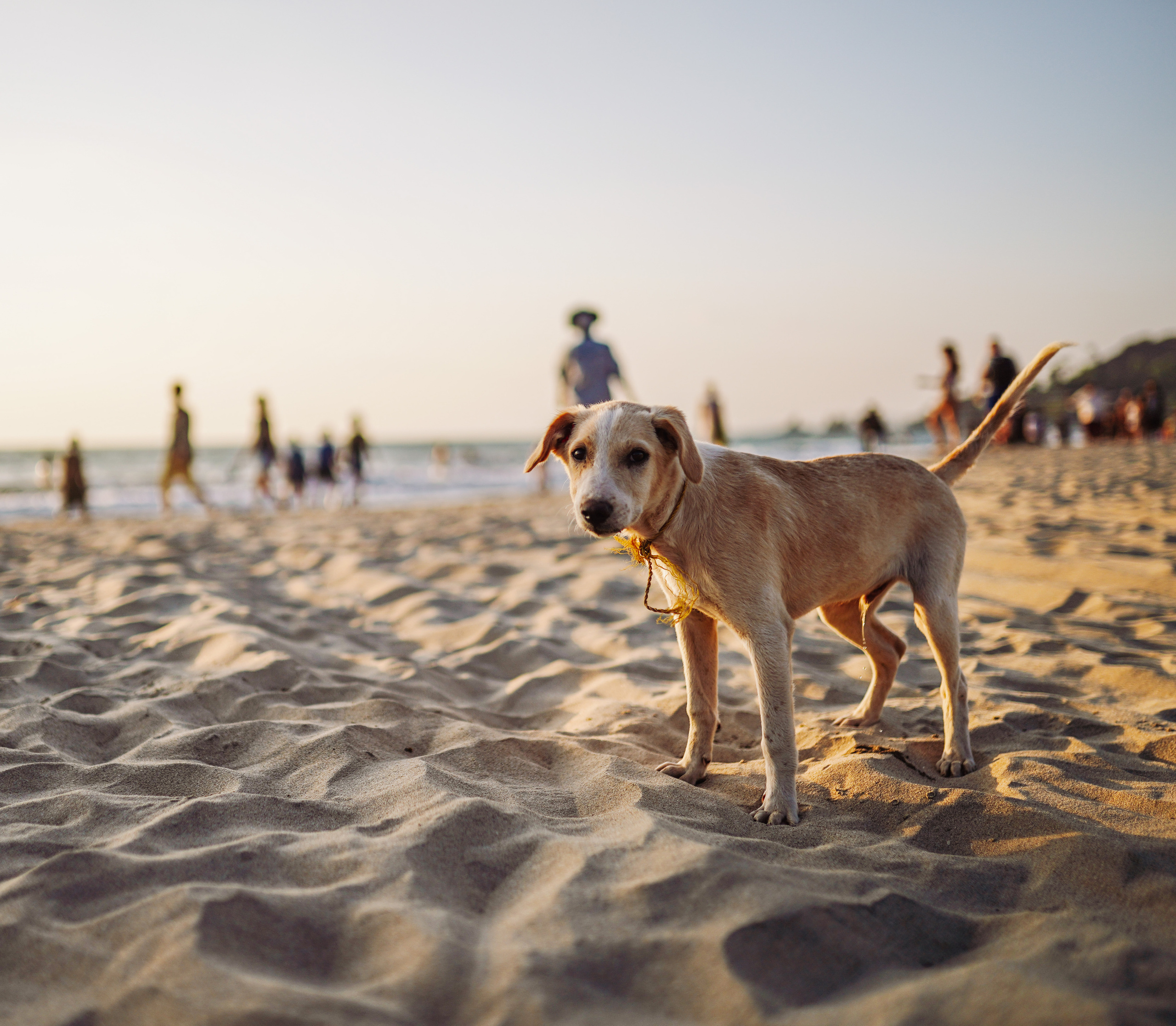 ИНДИЯ 2020. Стрит-фотография, полная абсурда, идиотизма и красоты