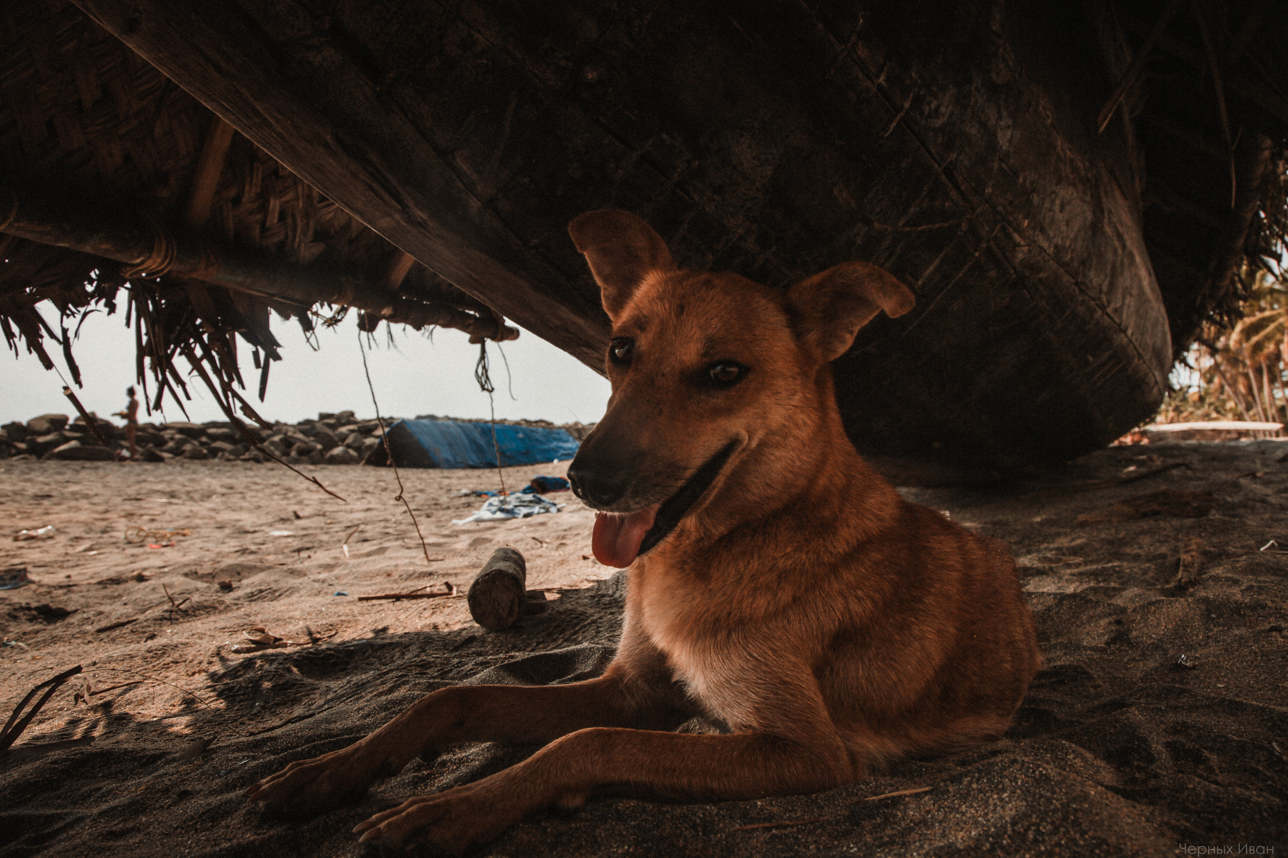 ИНДИЯ 2015. Стрит-фотография, полная абсурда, идиотизма и красоты