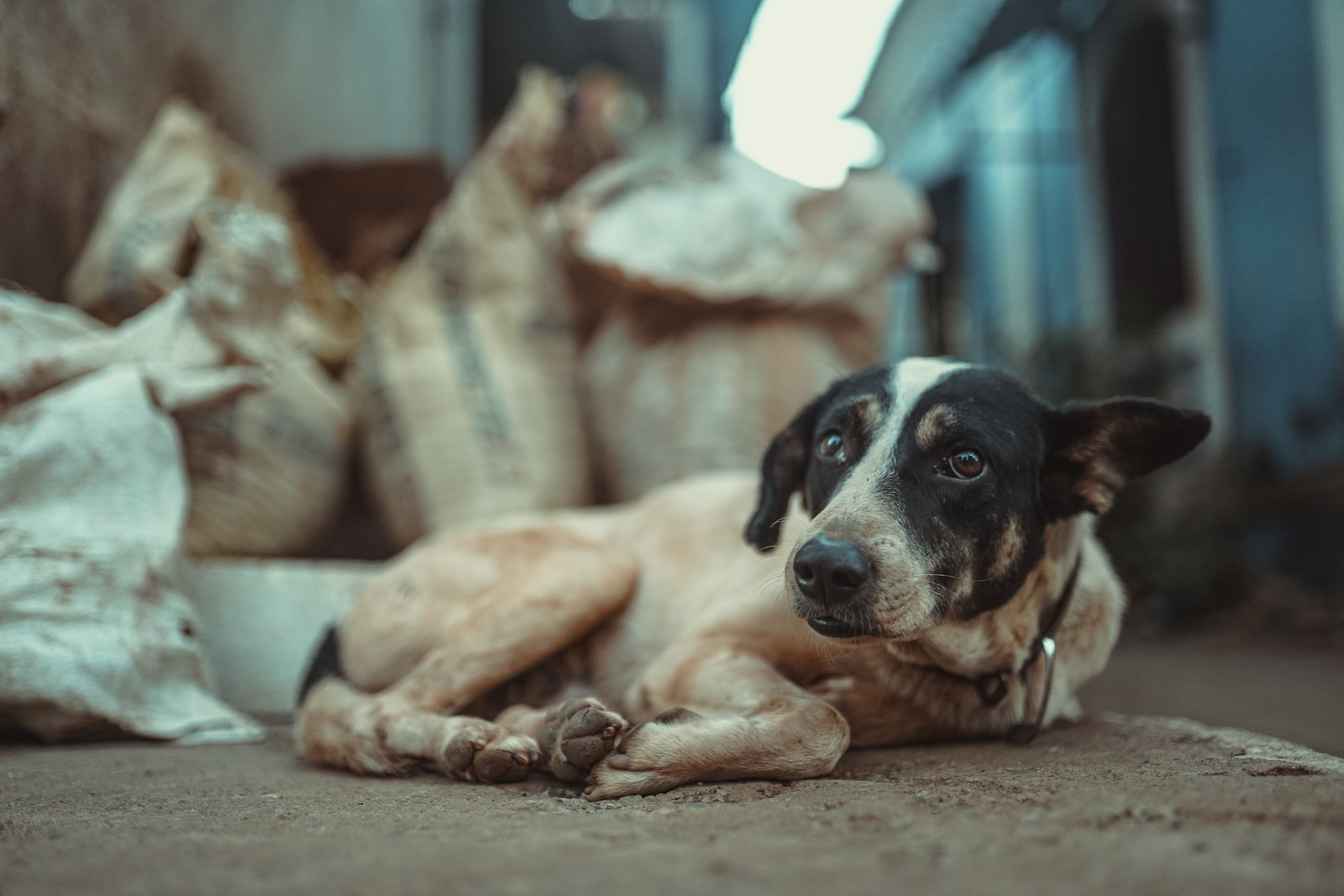 ИНДИЯ 2020. Стрит-фотография, полная абсурда, идиотизма и красоты