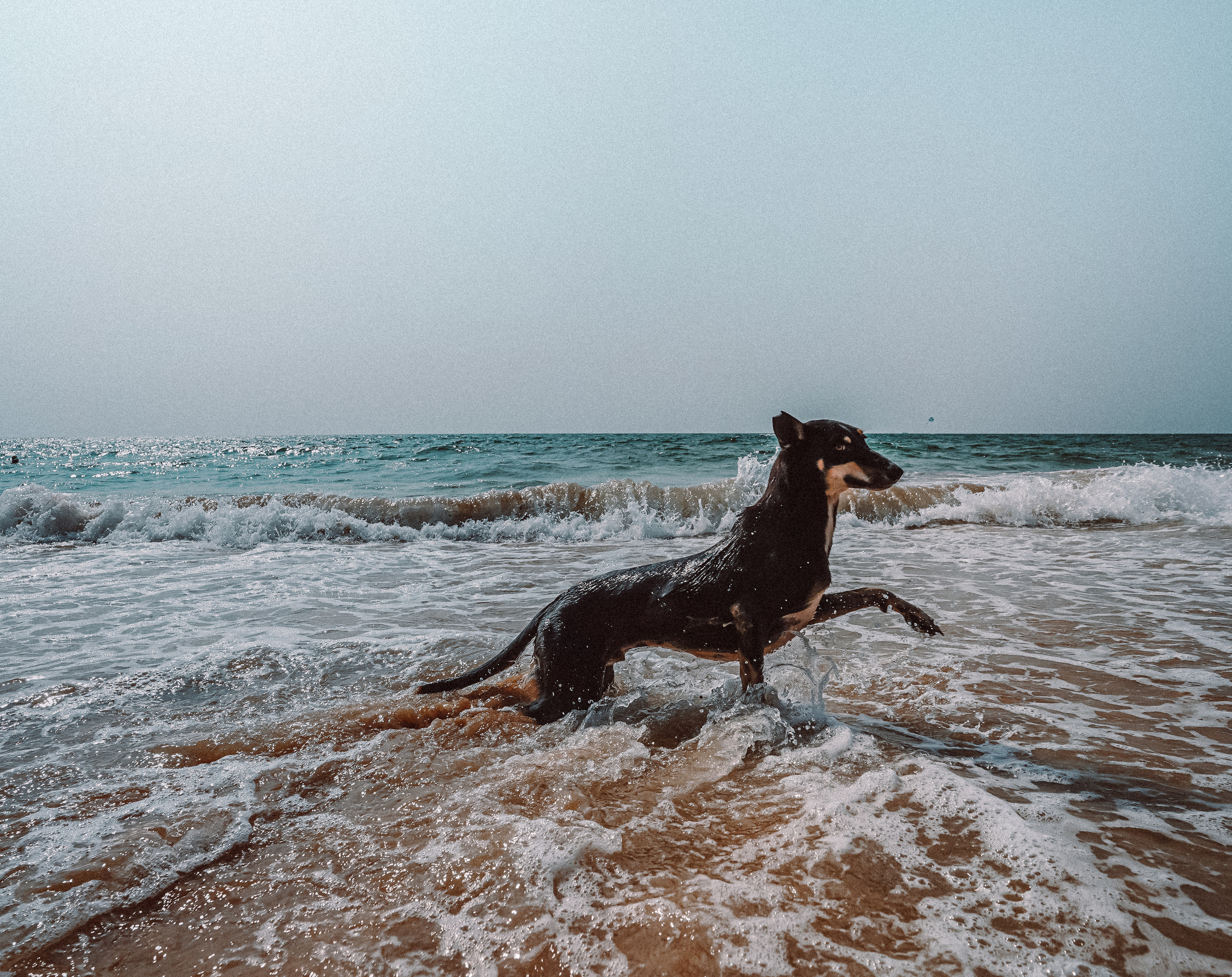 ИНДИЯ 2020. Стрит-фотография, полная абсурда, идиотизма и красоты