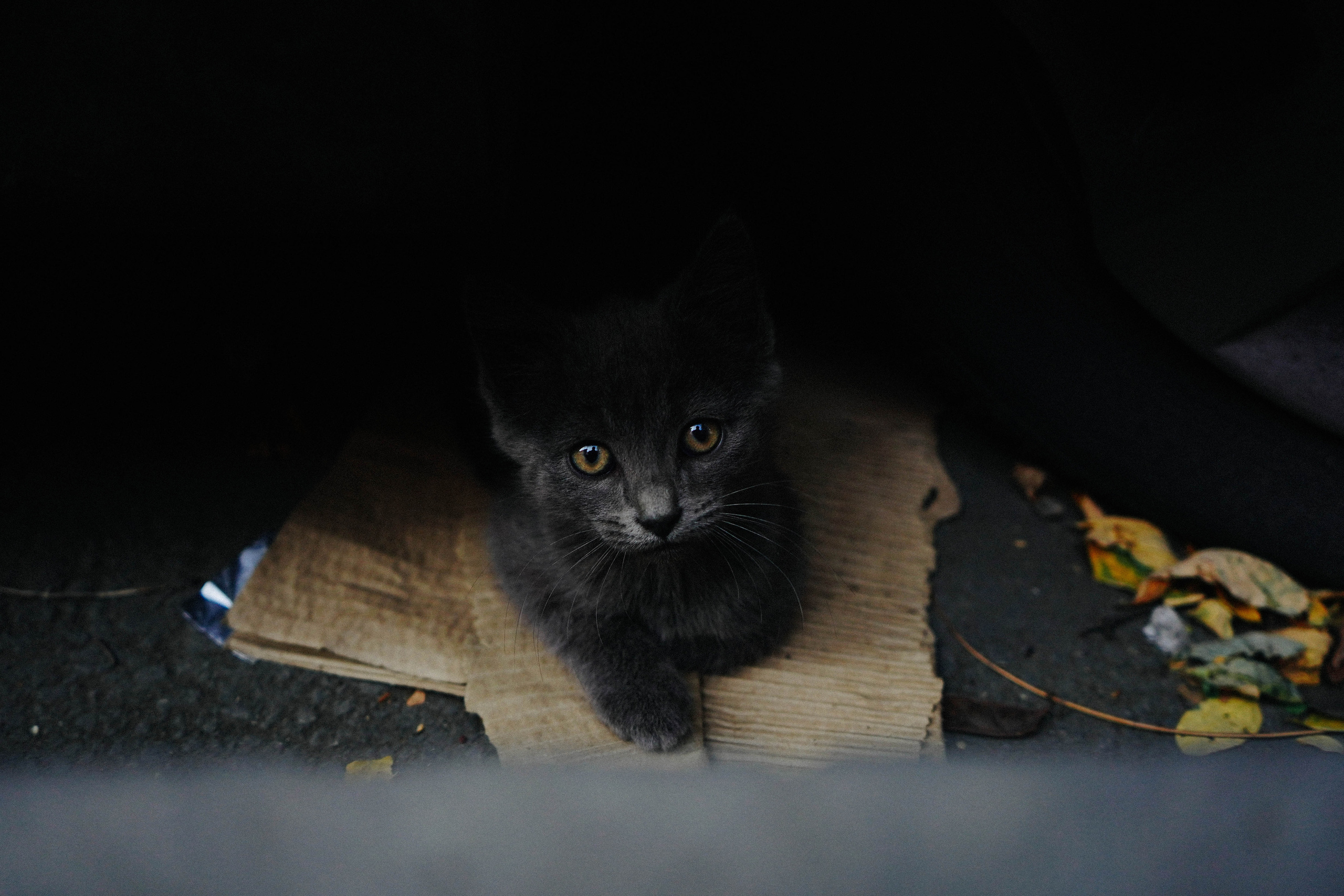 ГРУЗИЯ. Стрит-фотография, полная абсурда, идиотизма и красоты