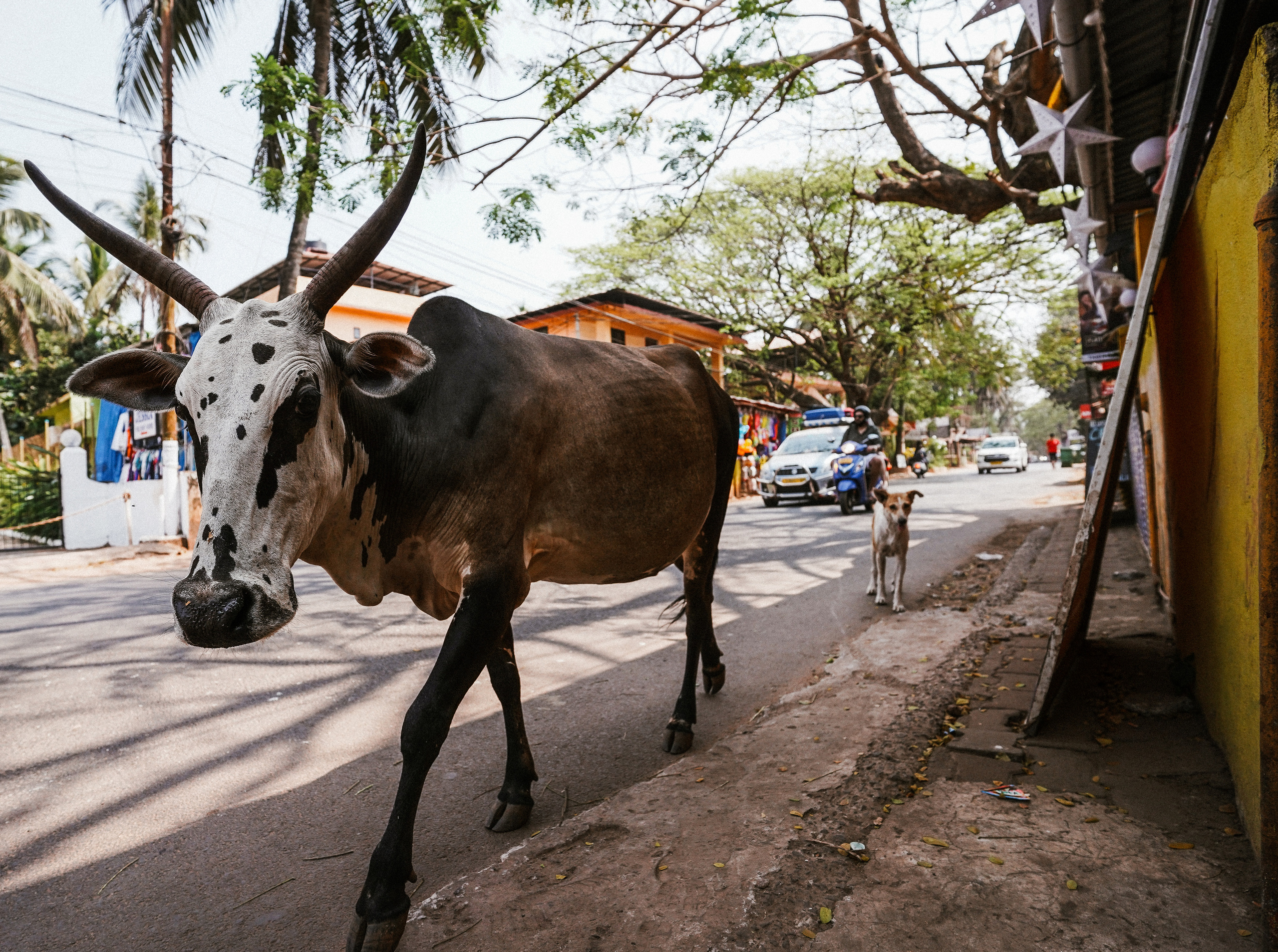 ИНДИЯ 2020. Стрит-фотография, полная абсурда, идиотизма и красоты