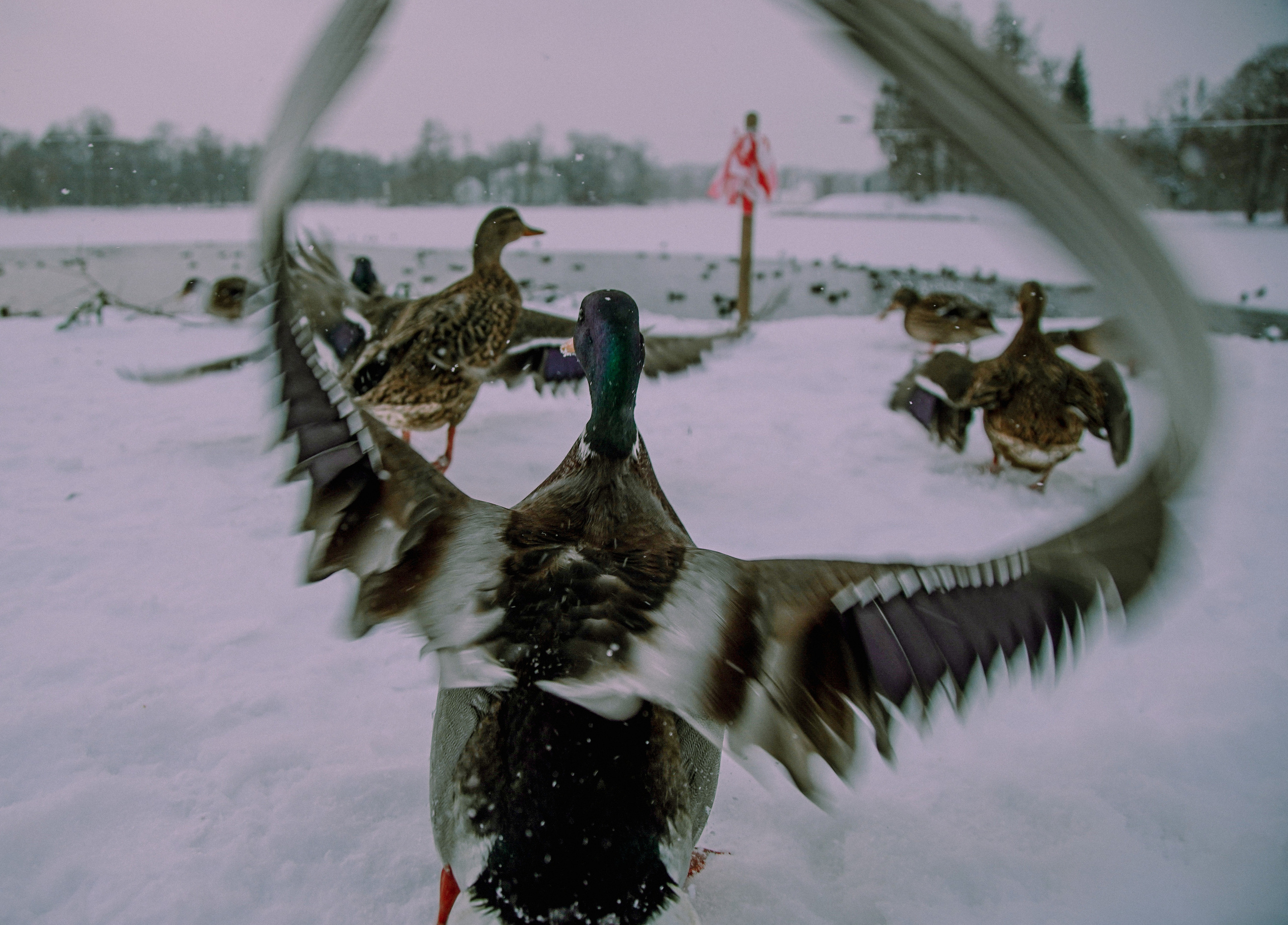 2021. Стрит-фотография, полная абсурда, идиотизма и красоты