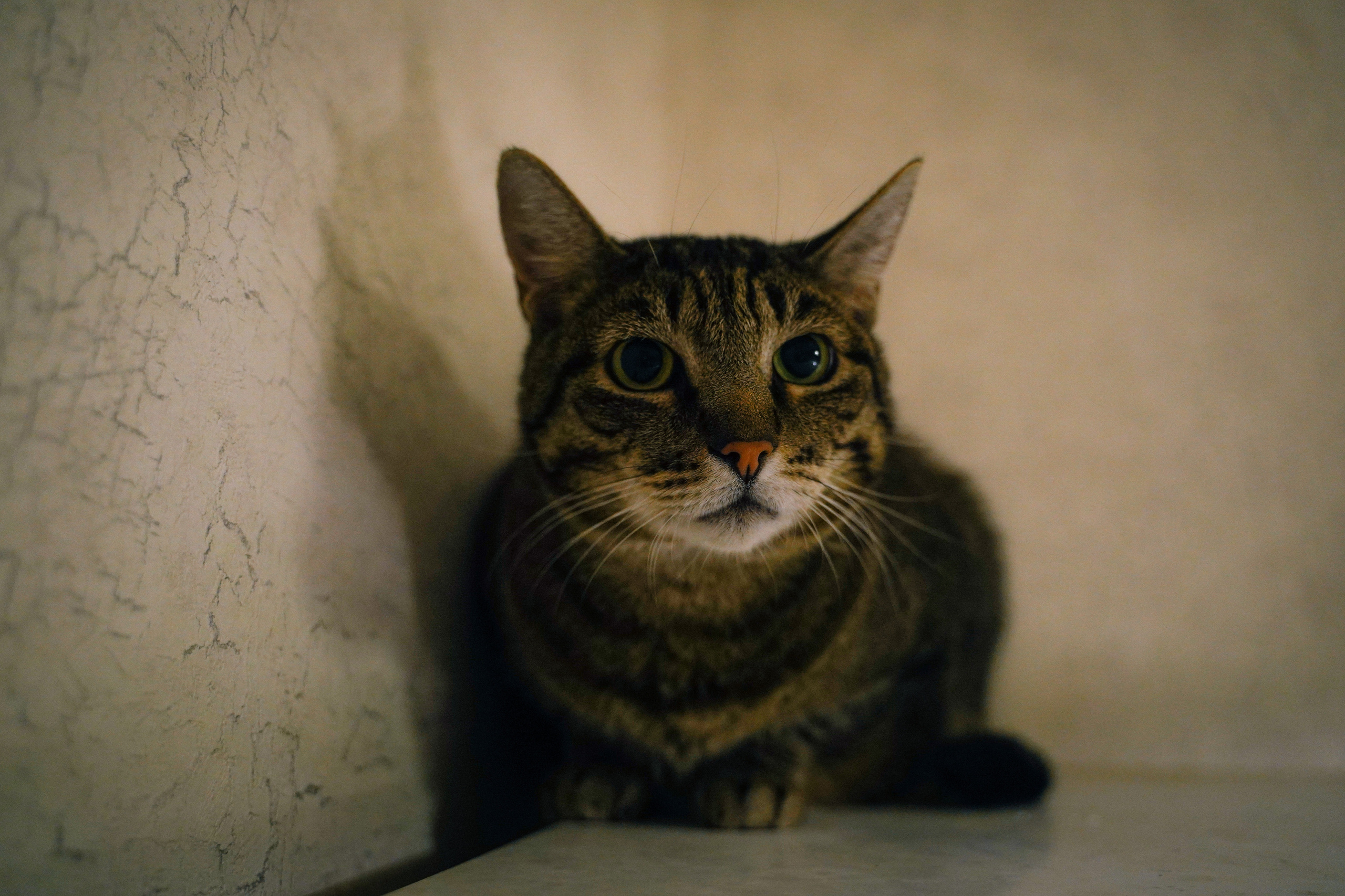 2019. Стрит-фотография, полная абсурда, идиотизма и красоты