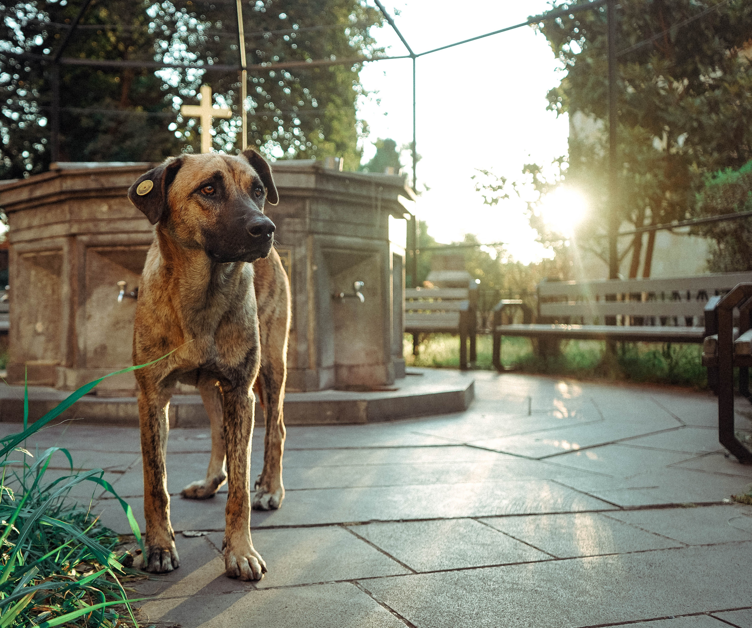 ГРУЗИЯ. Стрит-фотография, полная абсурда, идиотизма и красоты