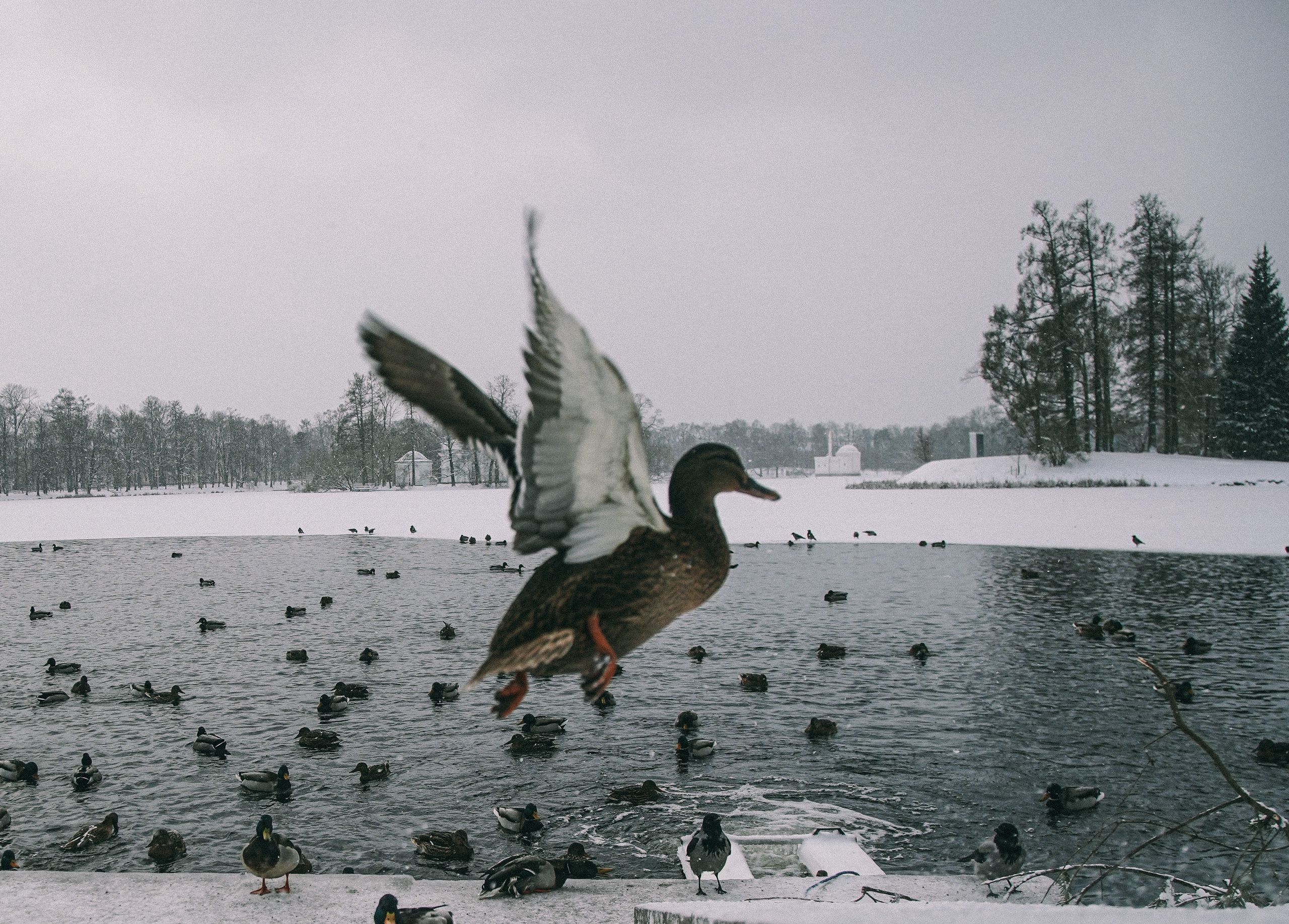 2021. Стрит-фотография, полная абсурда, идиотизма и красоты