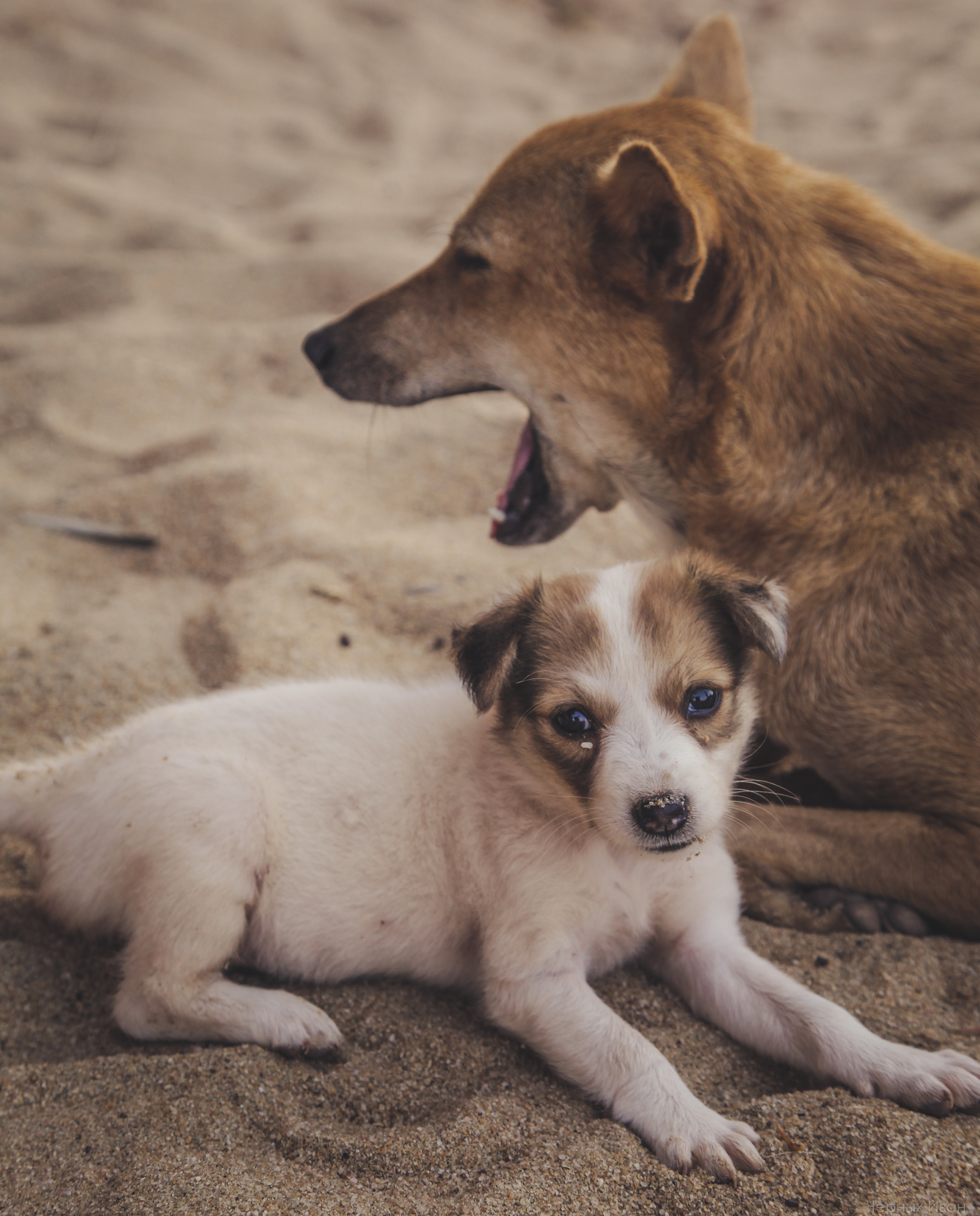 ИНДИЯ 2015. Стрит-фотография, полная абсурда, идиотизма и красоты