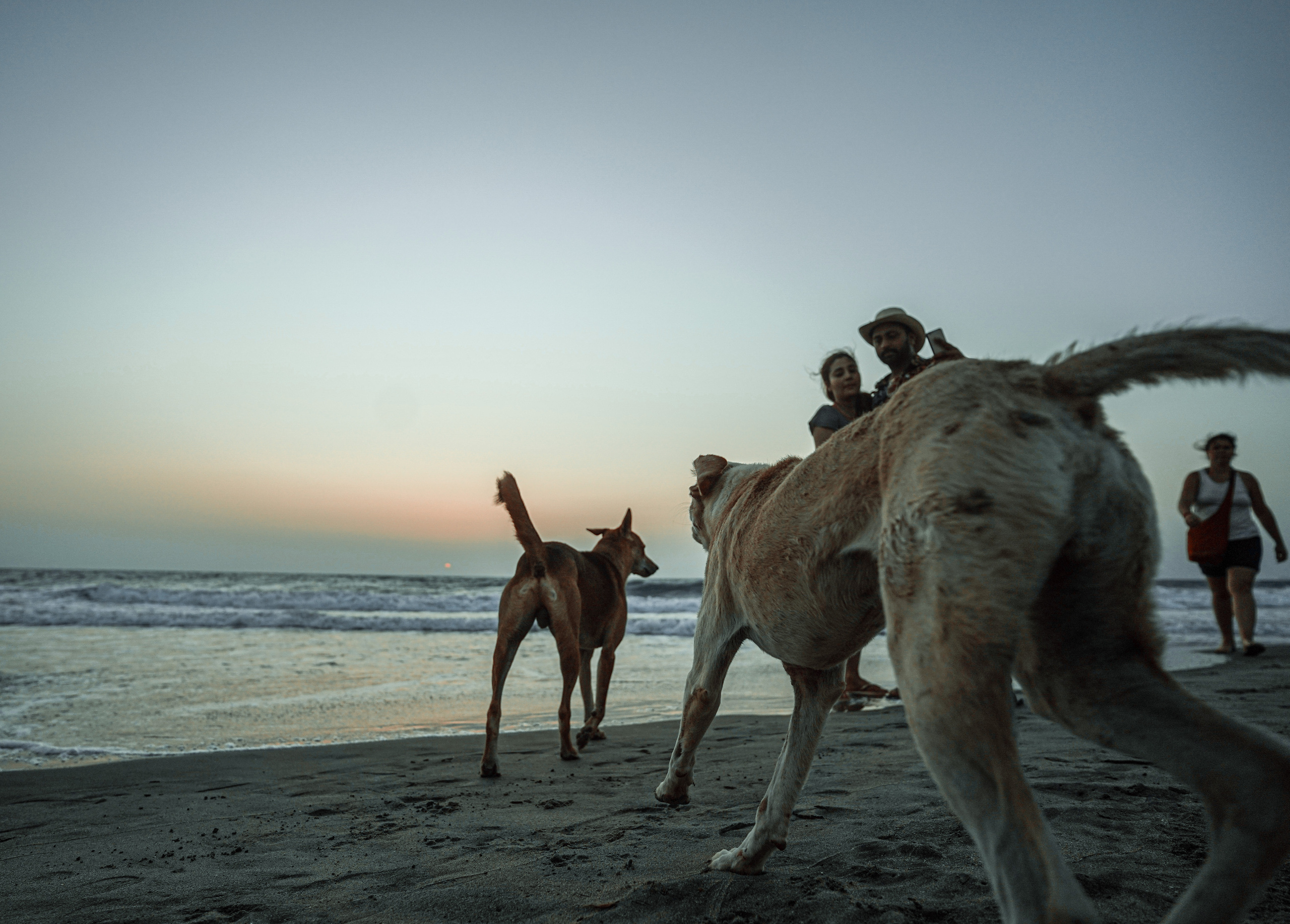 ИНДИЯ 2020. Стрит-фотография, полная абсурда, идиотизма и красоты