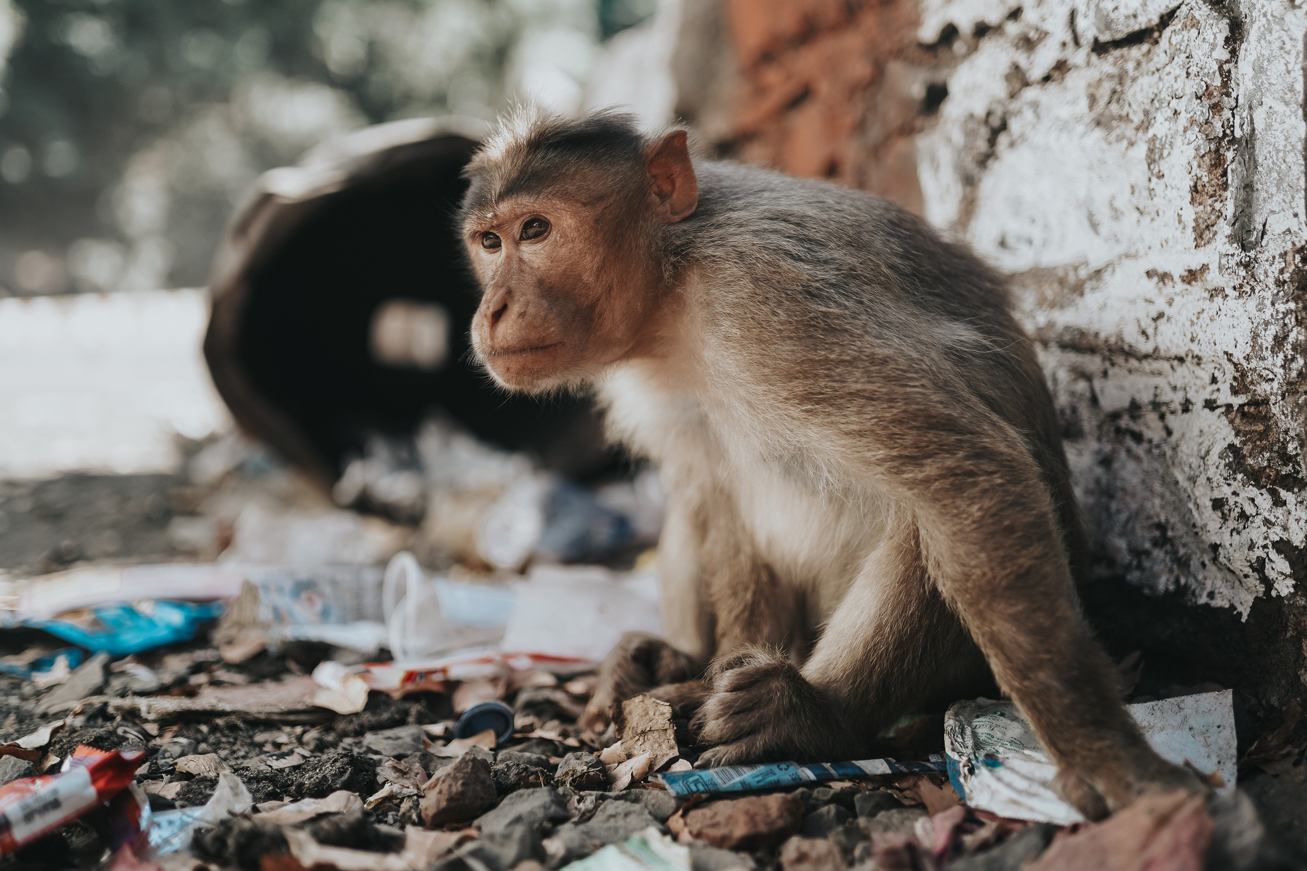 ИНДИЯ 2020. Стрит-фотография, полная абсурда, идиотизма и красоты