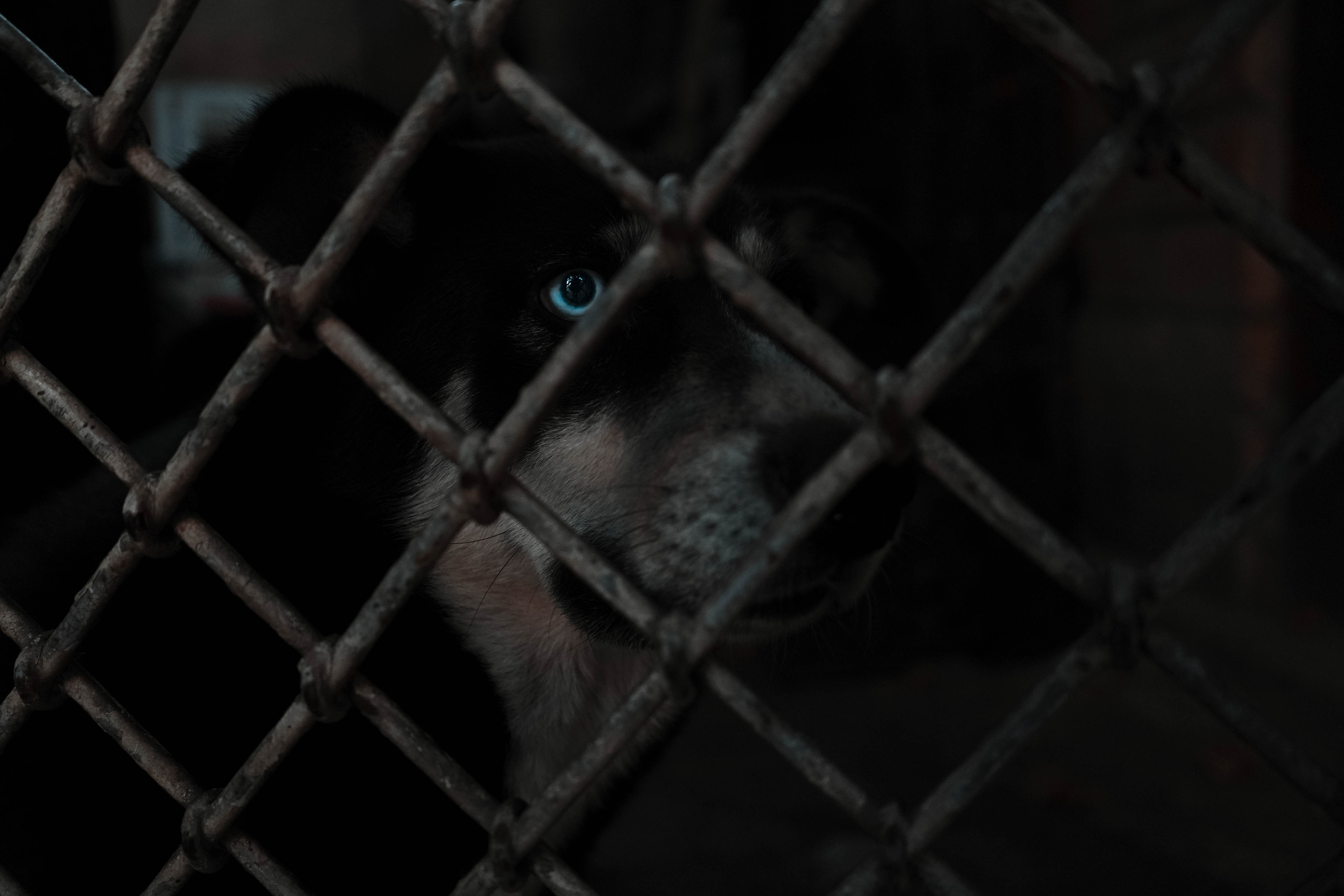 ГРУЗИЯ. Стрит-фотография, полная абсурда, идиотизма и красоты