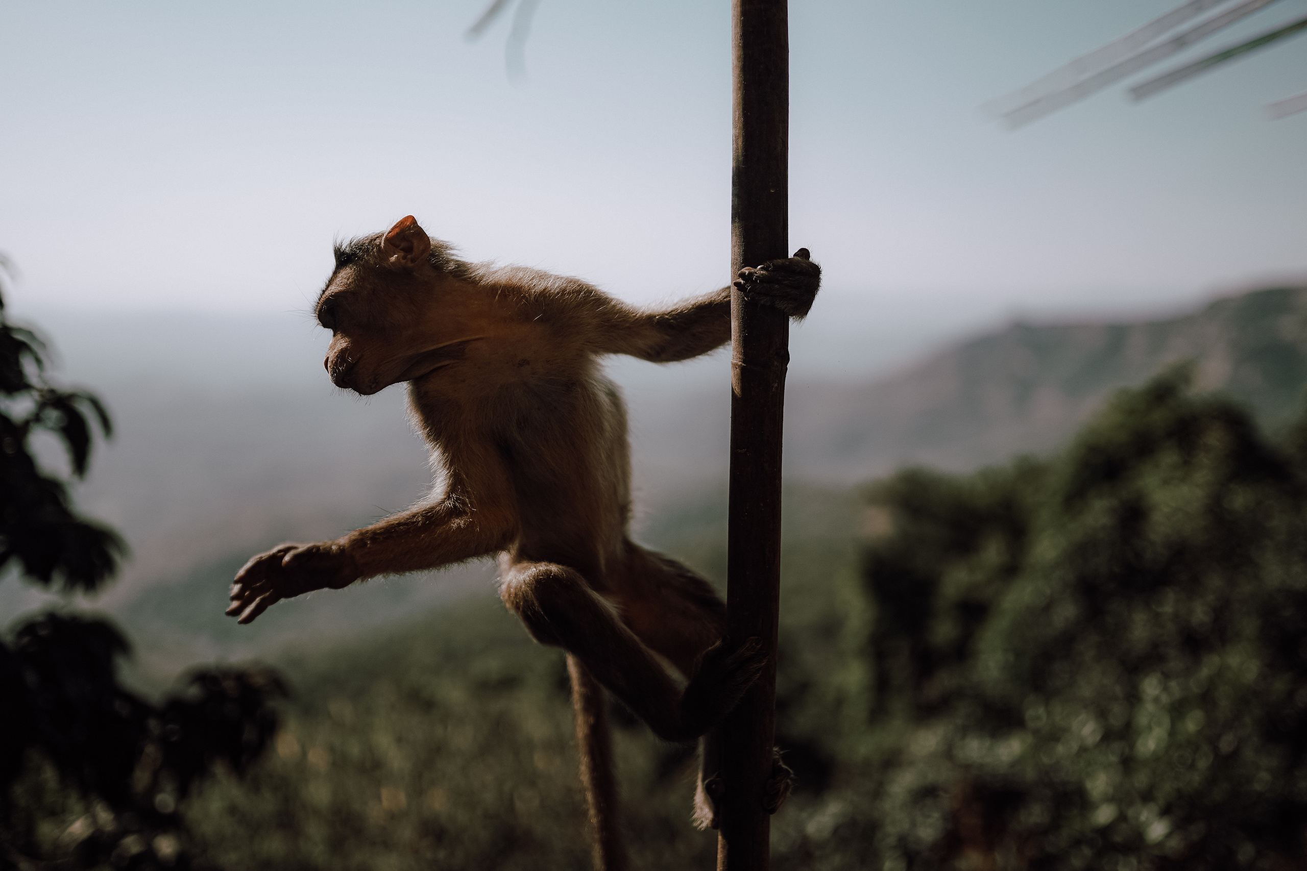 ИНДИЯ 2020. Стрит-фотография, полная абсурда, идиотизма и красоты