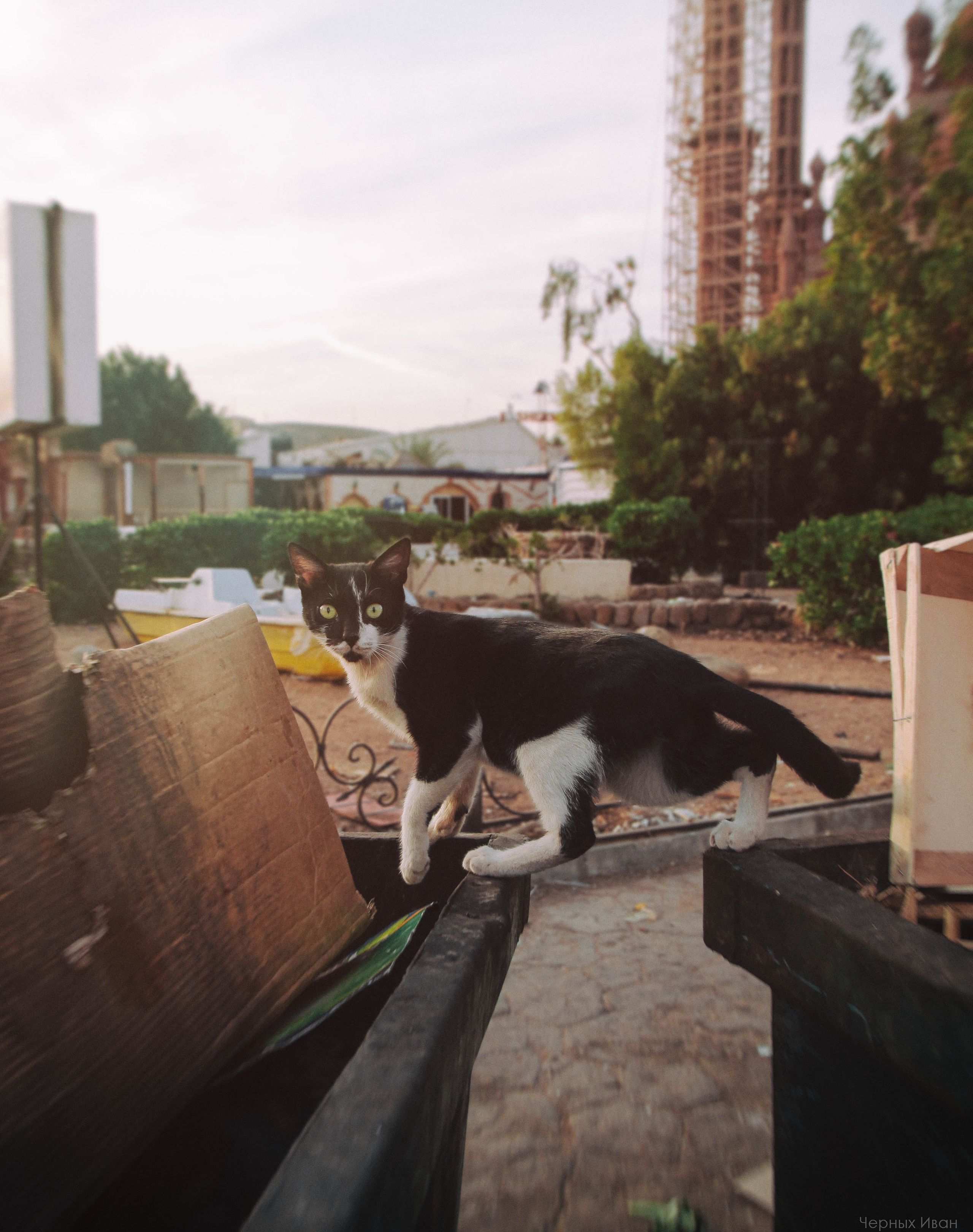 ЕГИПЕТ. Стрит-фотография, полная абсурда, идиотизма и красоты