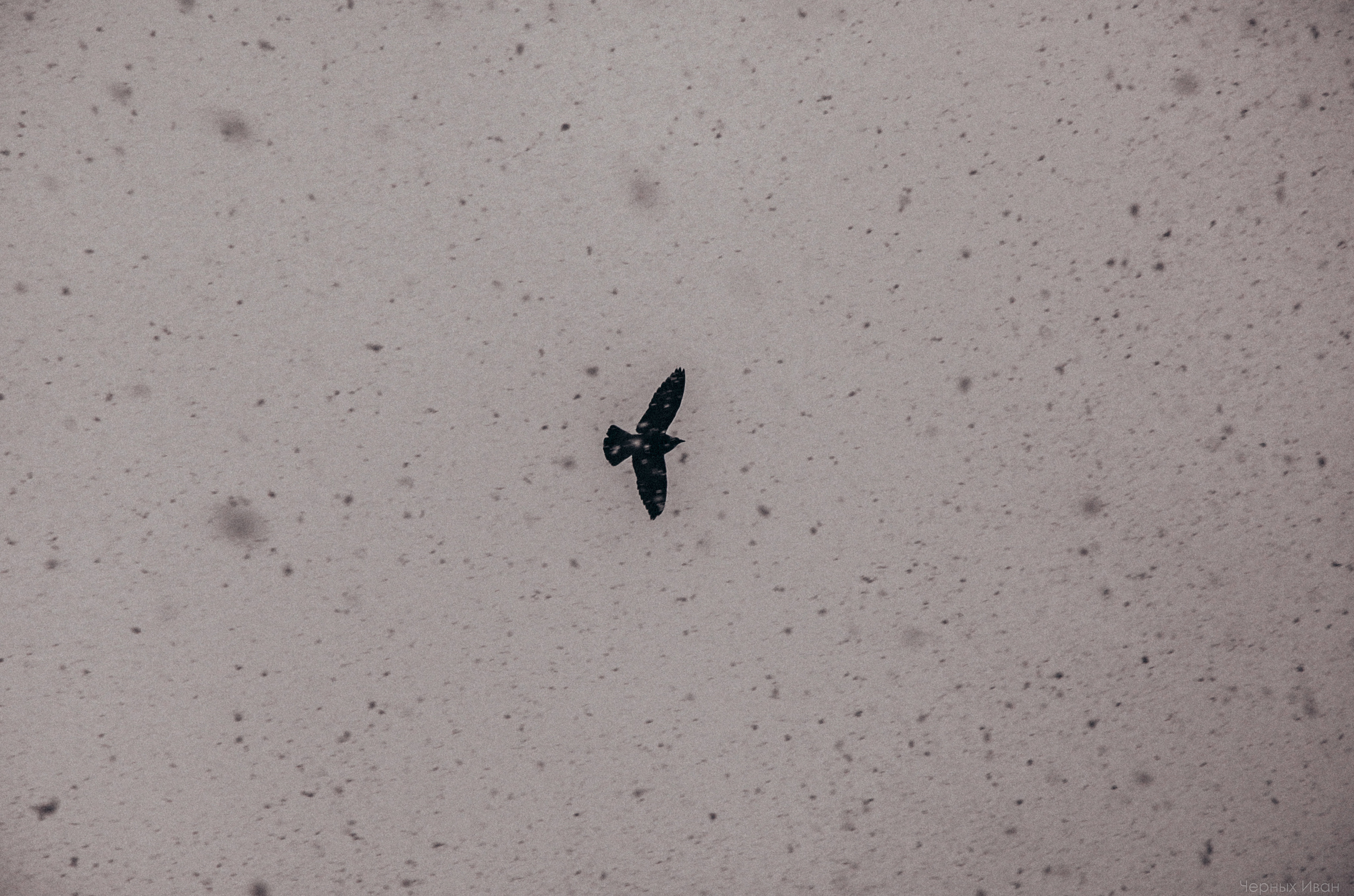 2016. Стрит-фотография, полная абсурда, идиотизма и красоты